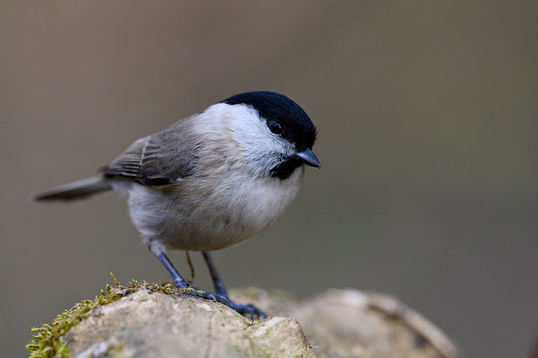 Sumpfmeise (Foto: Heinz Meckbach)