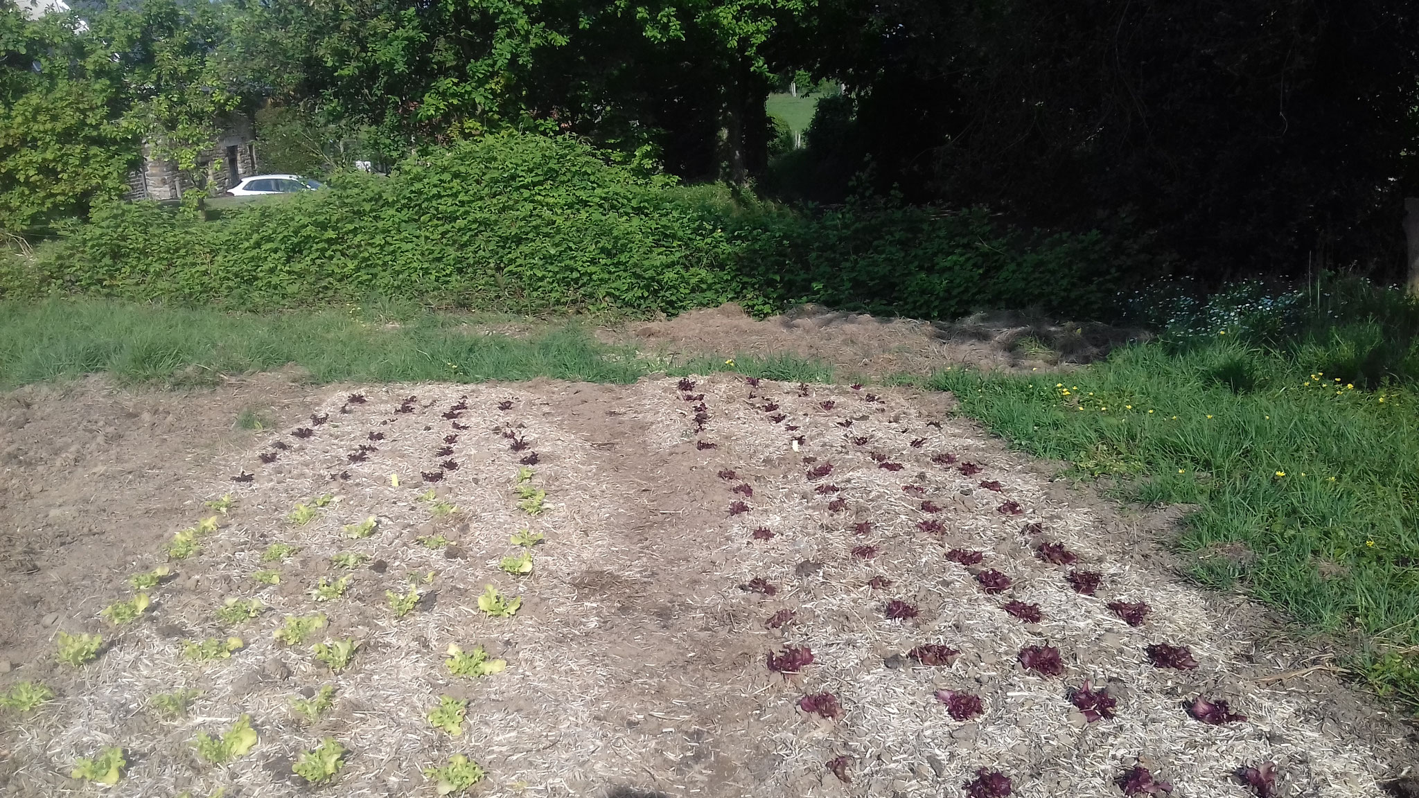 On plante en plein champ.