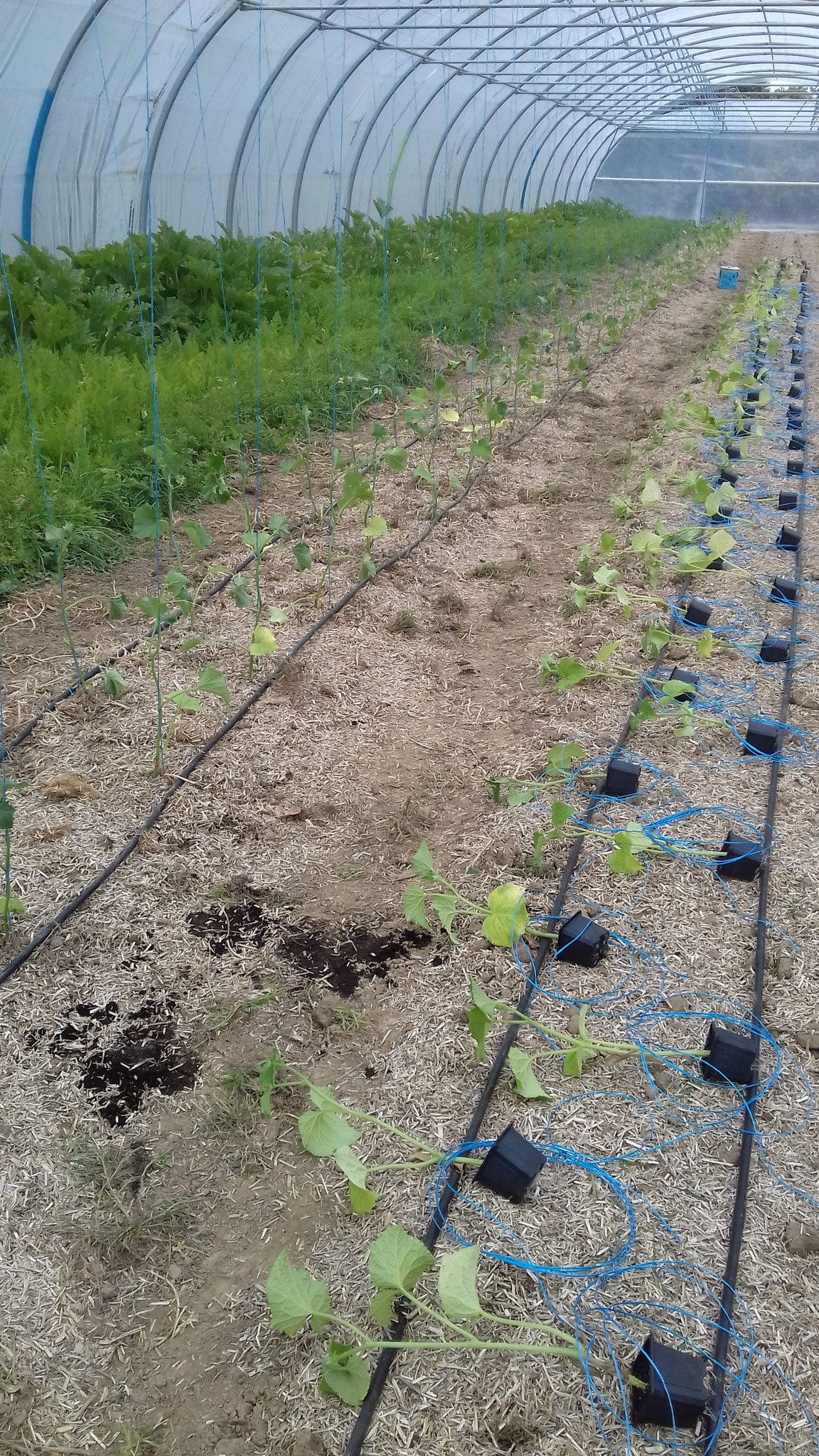 Plantation des concombres, installation de tout le reseau d'arrosage .