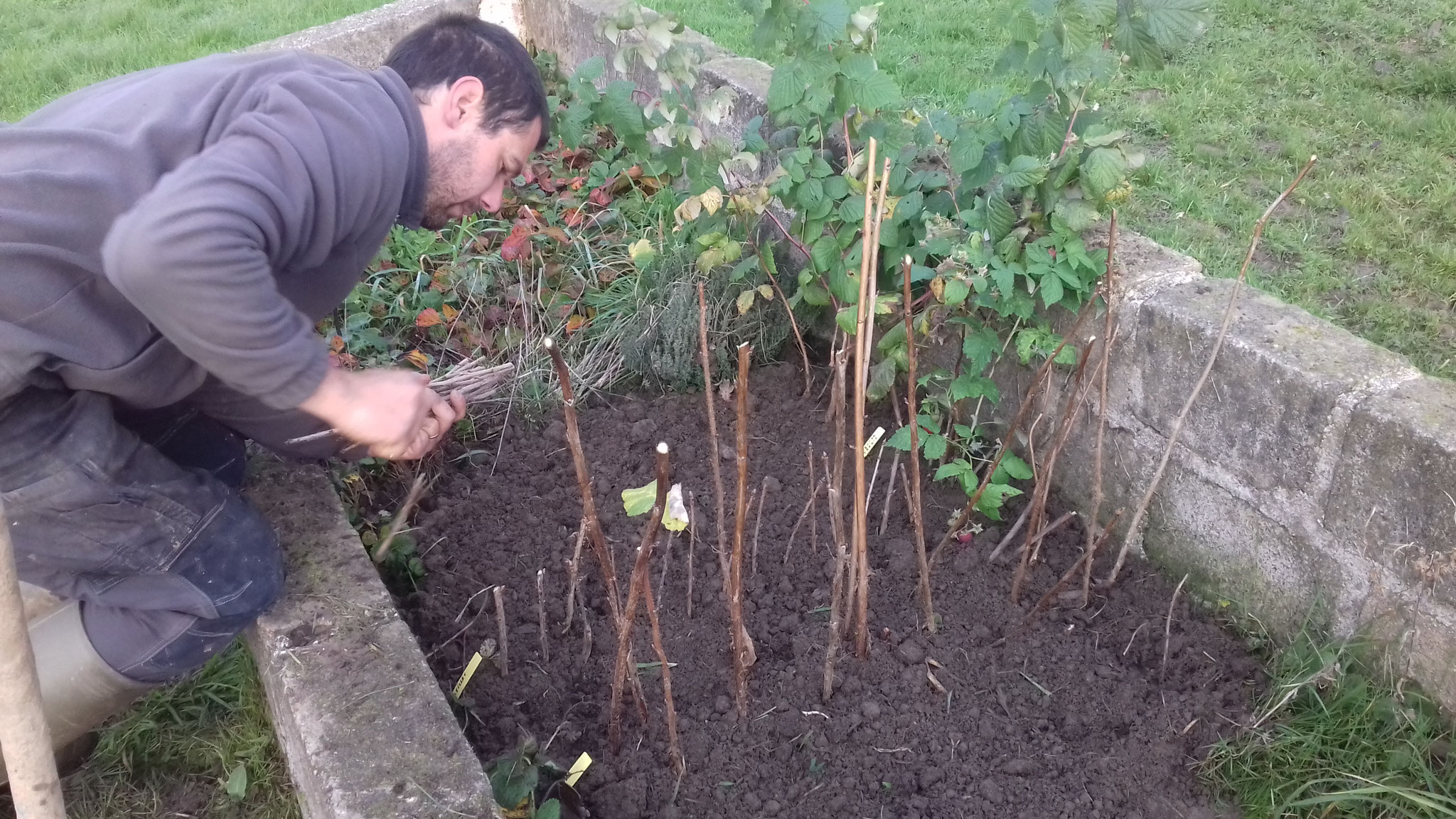 Bouturage de petits fruitiers .