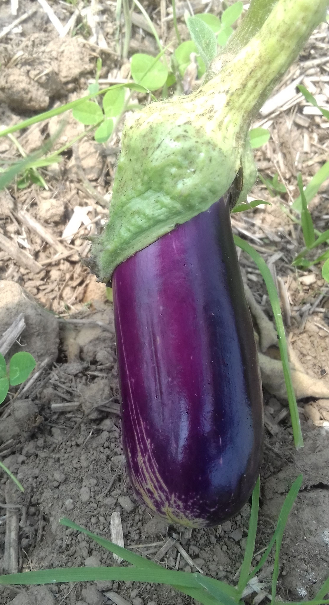 Les aubergines arrivent également