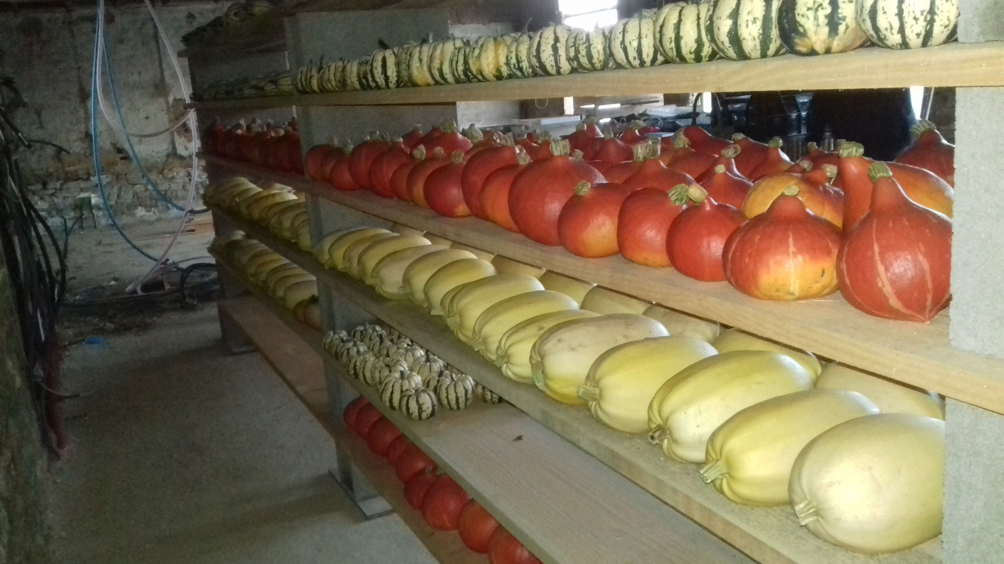 Stockage des courges.