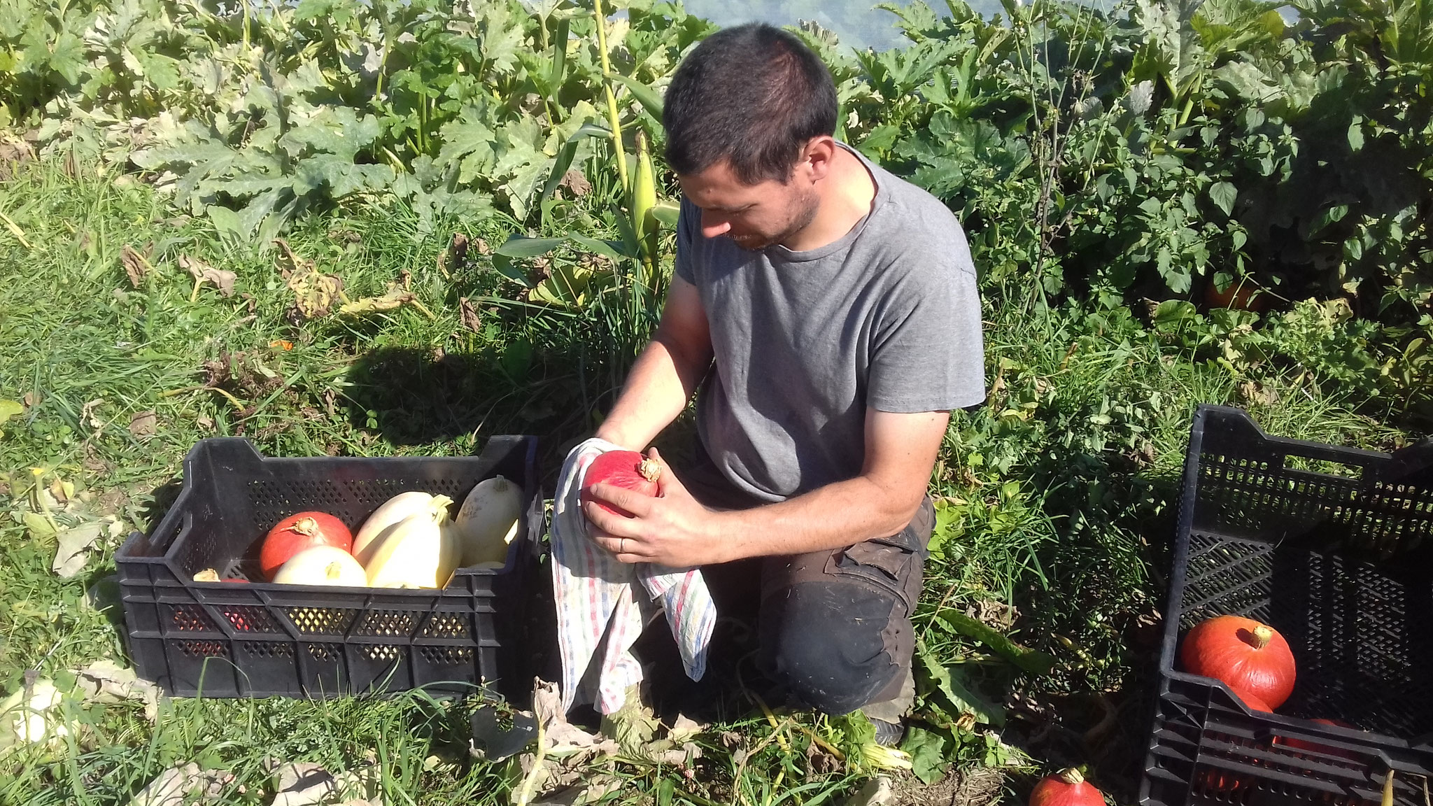 Ramassage des courges avant les premières gelées