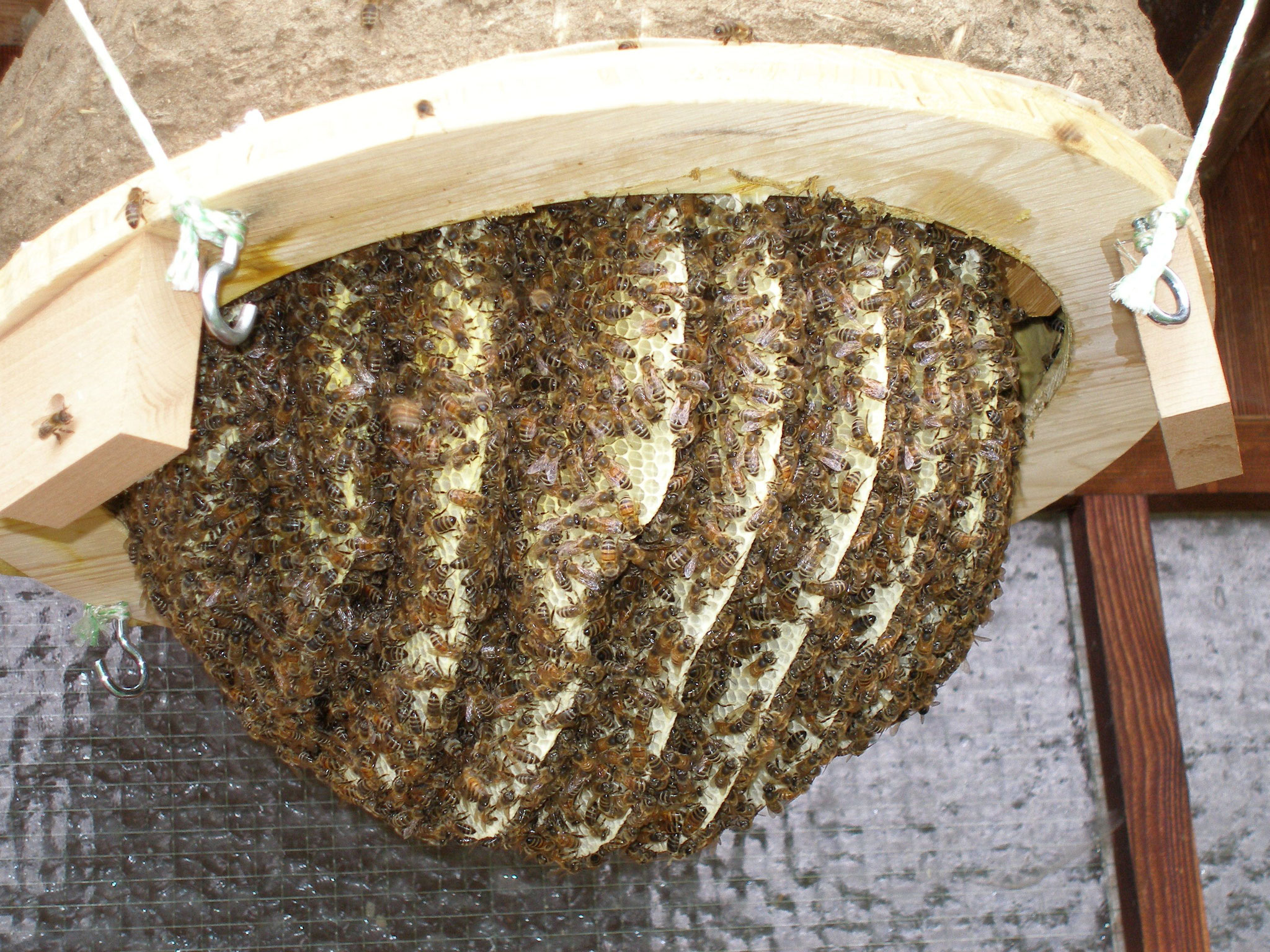 natürliche Honigwaben mit Bienen