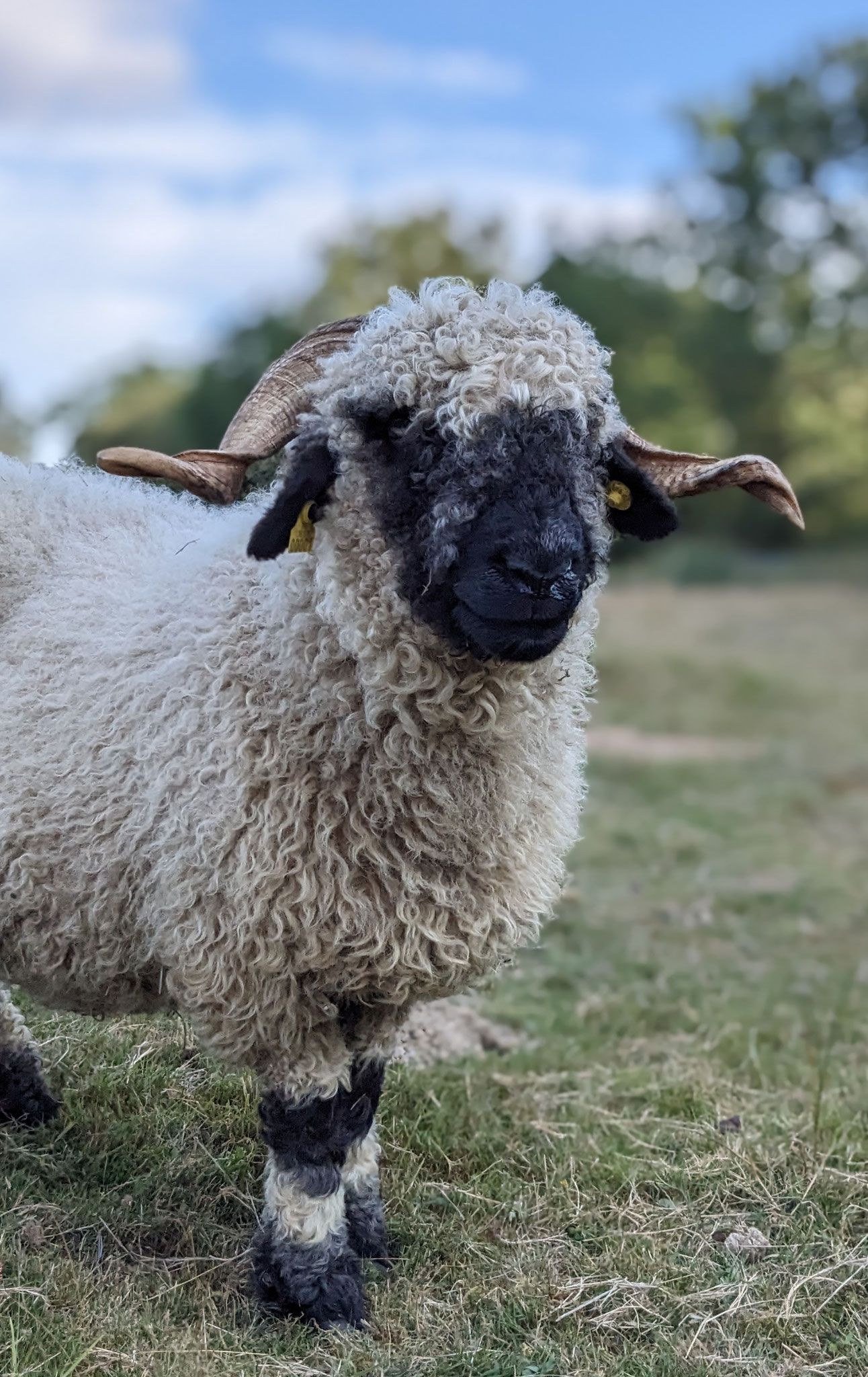 Notre élevage de MOUTONS nez noir