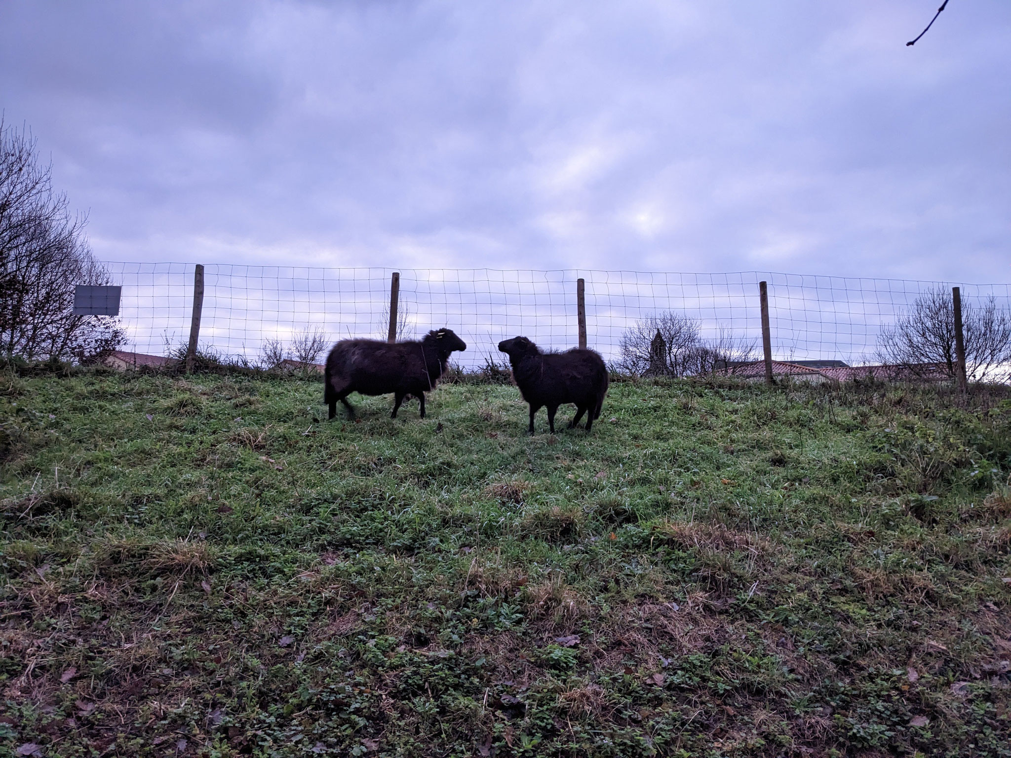 moutons collectivité ecologie