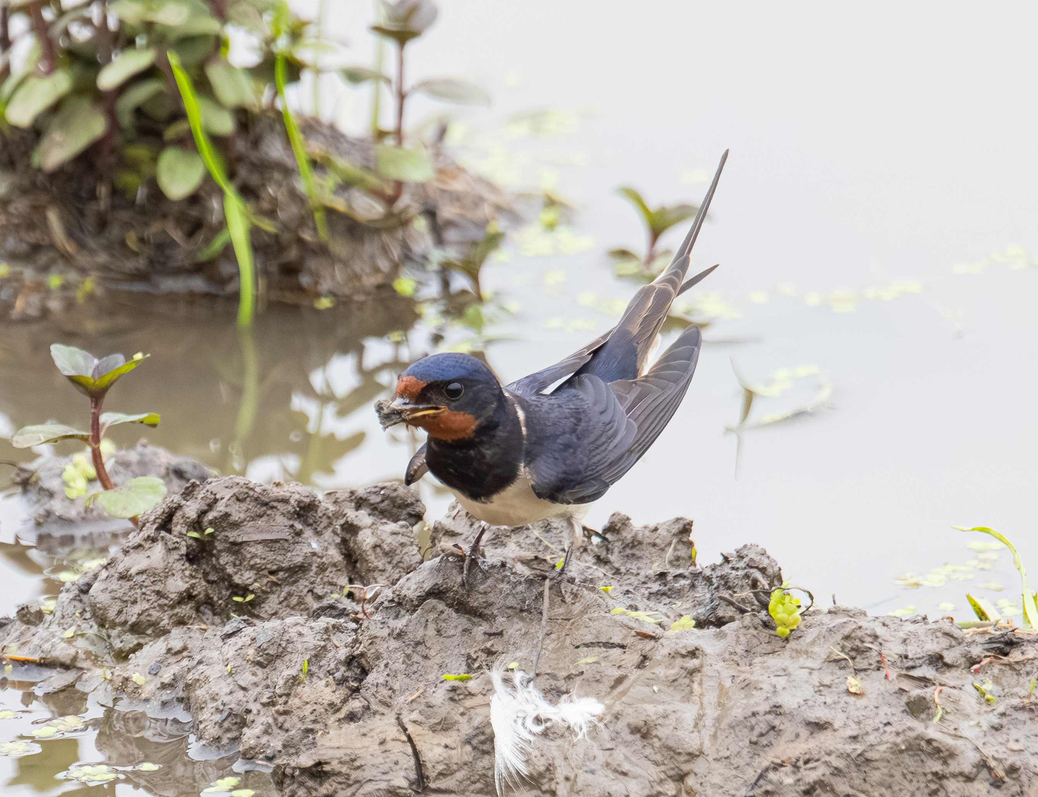 Rauchschwalbe bei der Aufnahme von Schlamm für den Nestbau.