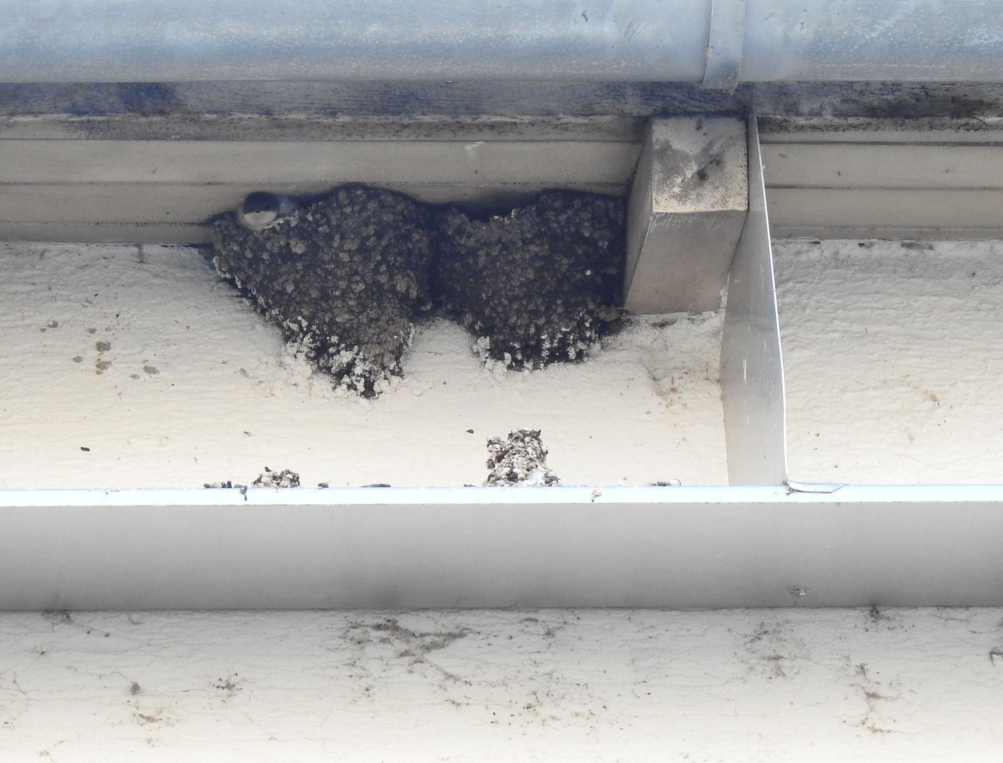 Eine kleine Schwalbe ist noch im Nest und bettelt lautstark.