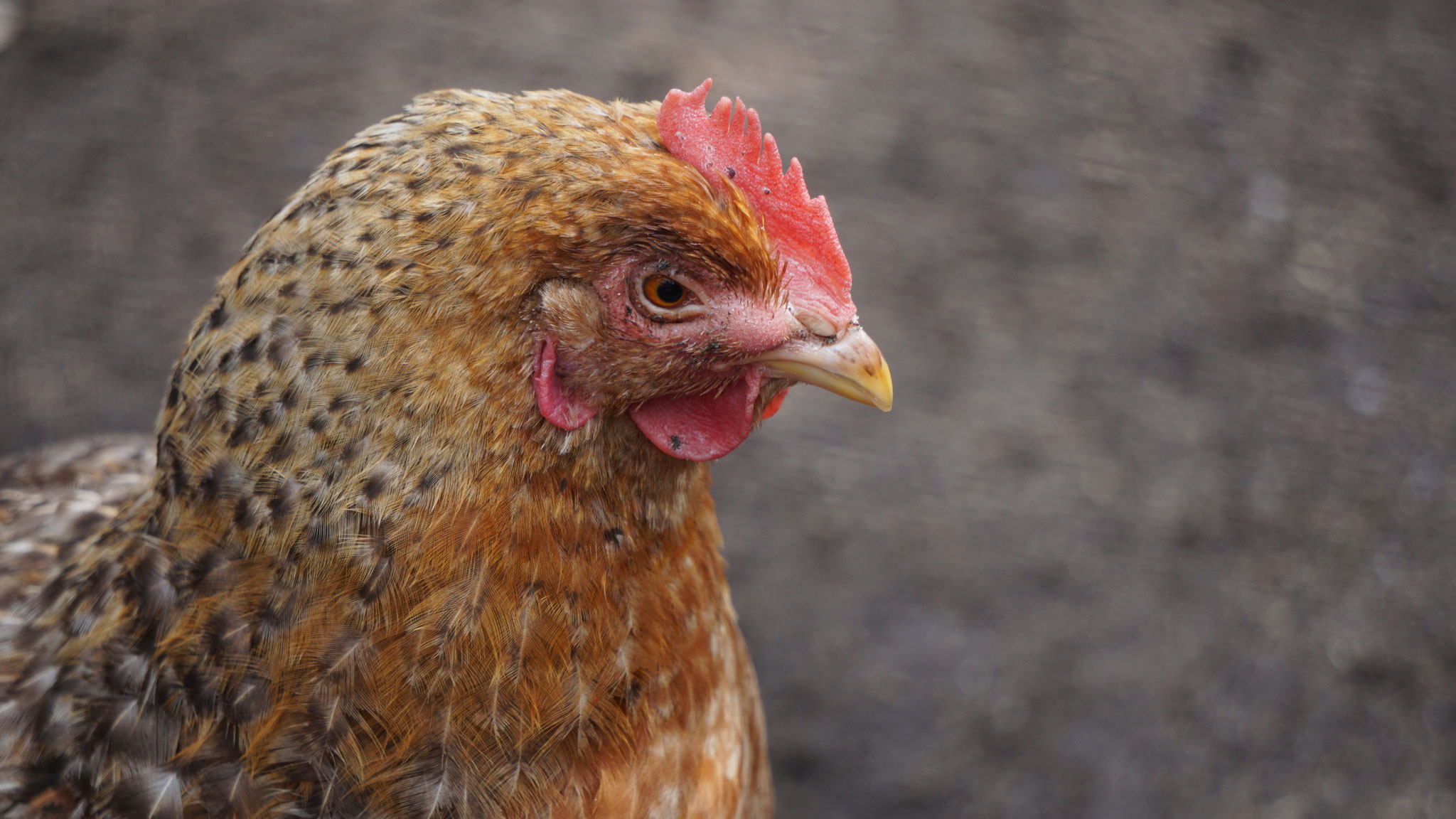 Geschwollene Nebenhöhlen, Huhn mit geschwollenen Augen Huhnerleben.de zeigt das Hühnerleben!