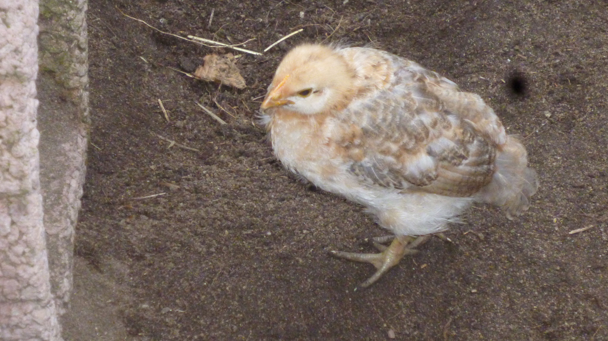 mit Glucke - Huhn-erleben.de zeigt das Hühnerleben!