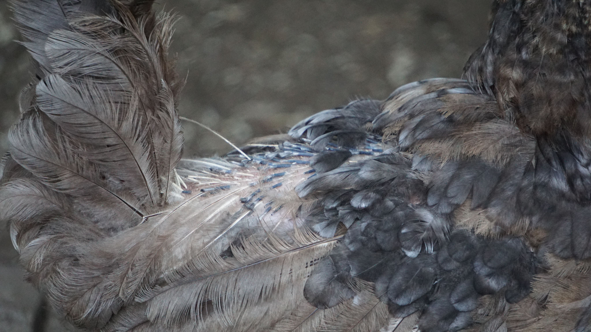 Huhn ohne Federn, nacktes Huhn, keine Federn mehr Huhnerleben.de zeigt das Hühnerleben!