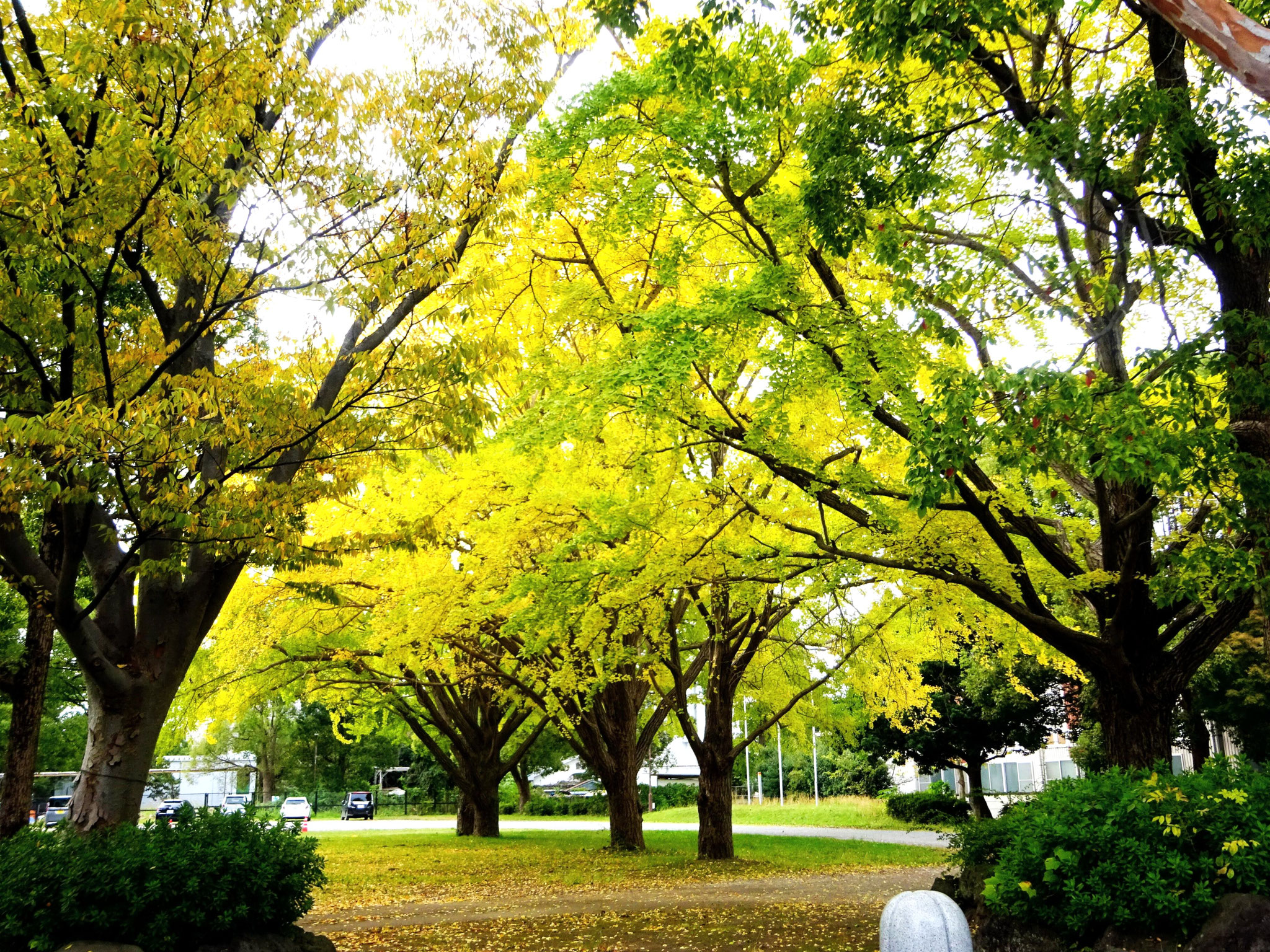 平塚の紅葉