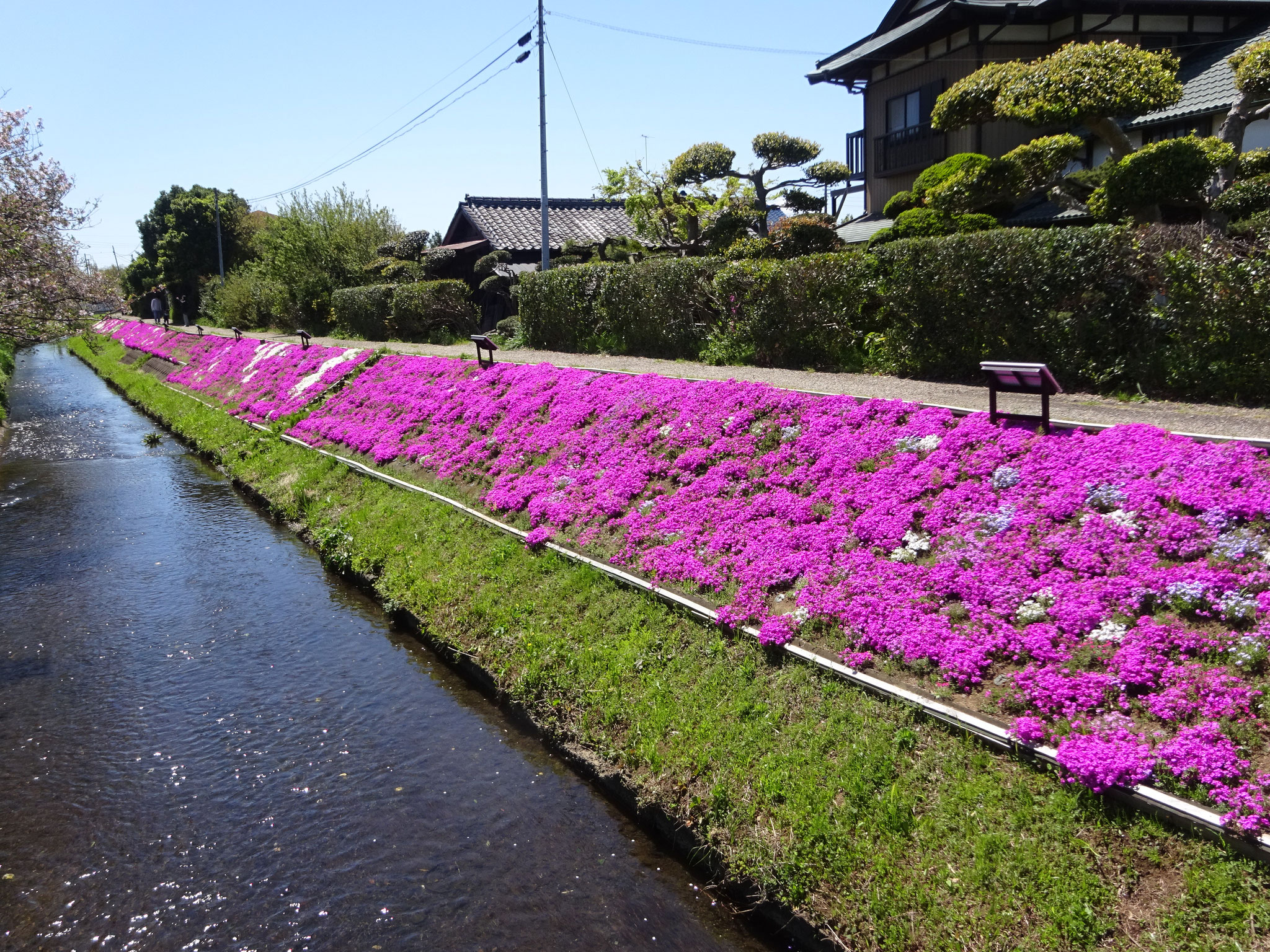伊勢原　渋田川の🌸シバザクラ🌸
