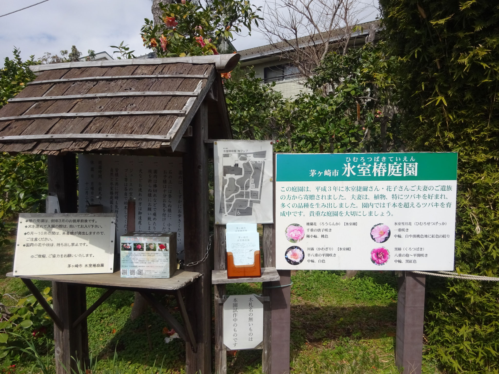 氷室椿園でしばし観賞散策