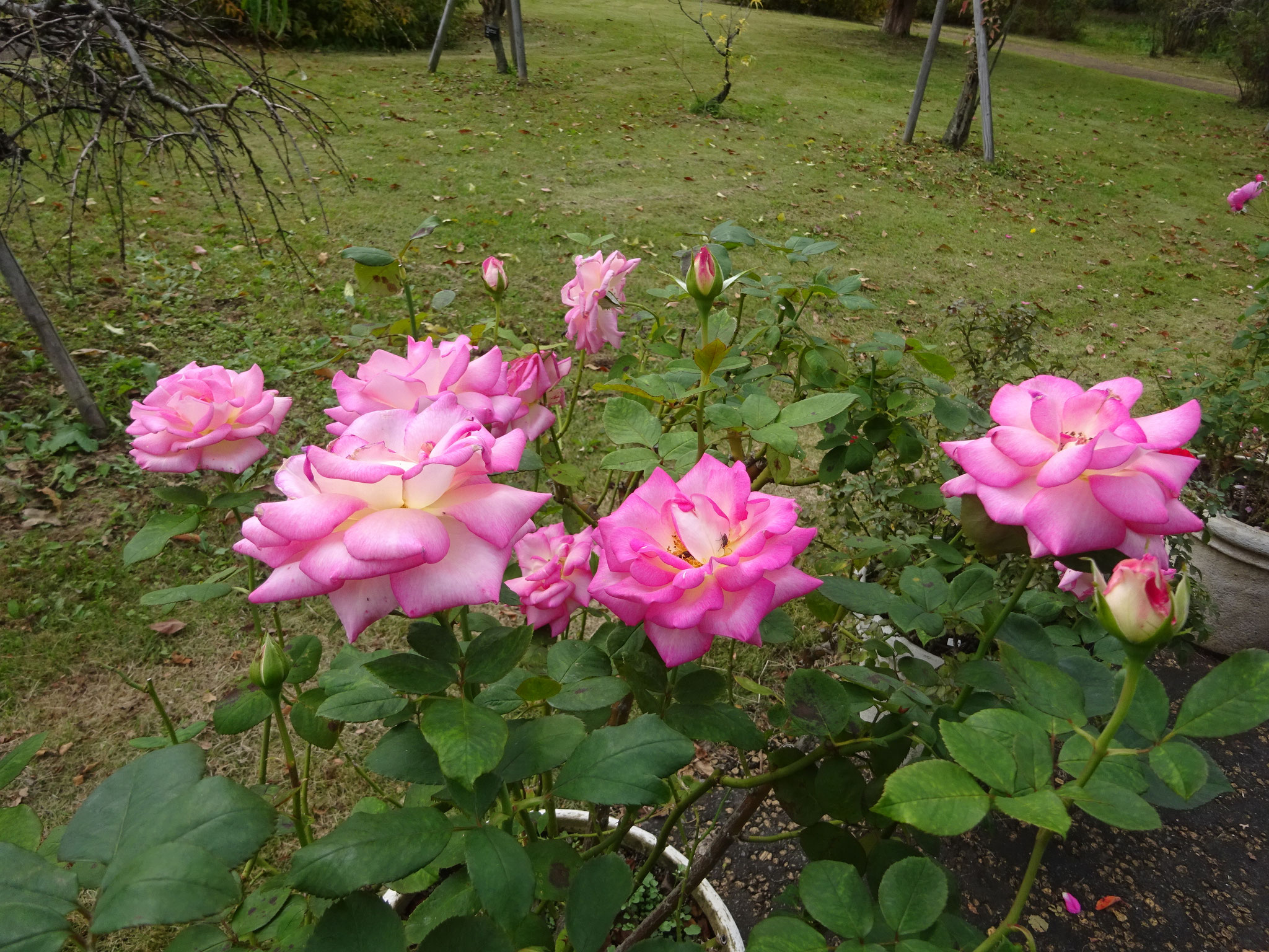 花菜ガーデンの秋🌹からお迎えです。