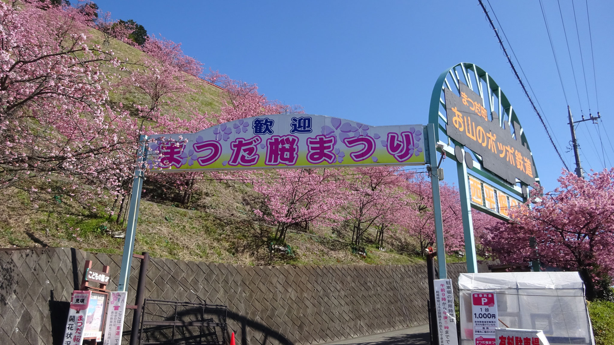 まつだ🌸まつり会場まで🚲でウオーキング！