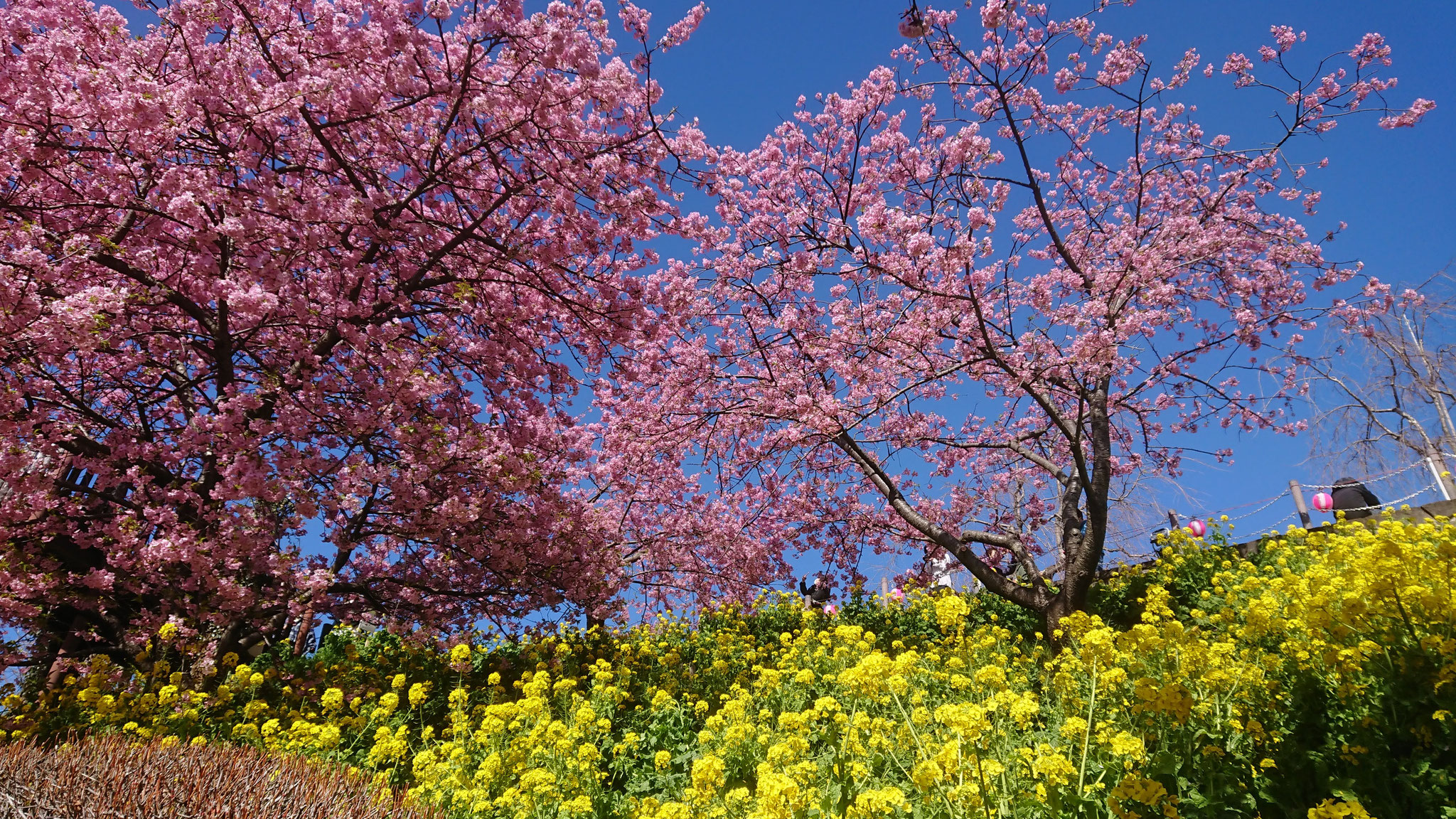 青空＆河津桜＆菜の花の3色コラボ！！