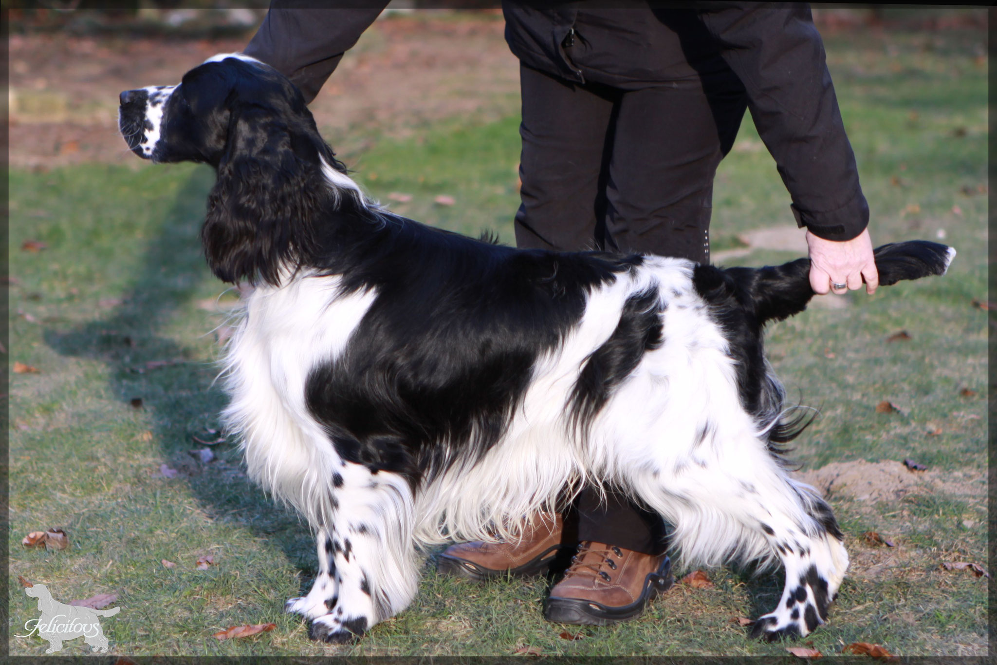 Beau "Felicitous iBeau"