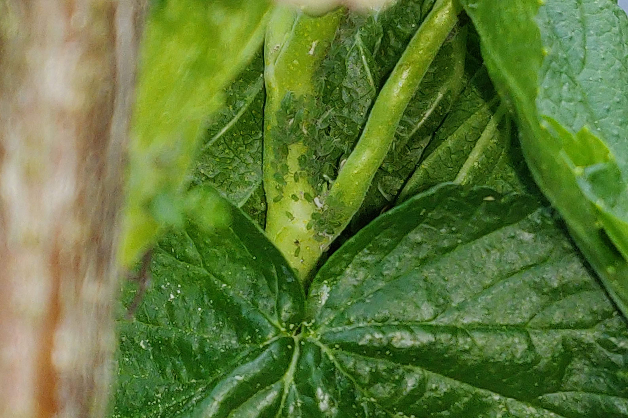 Treatment of aphids with KE-mineral