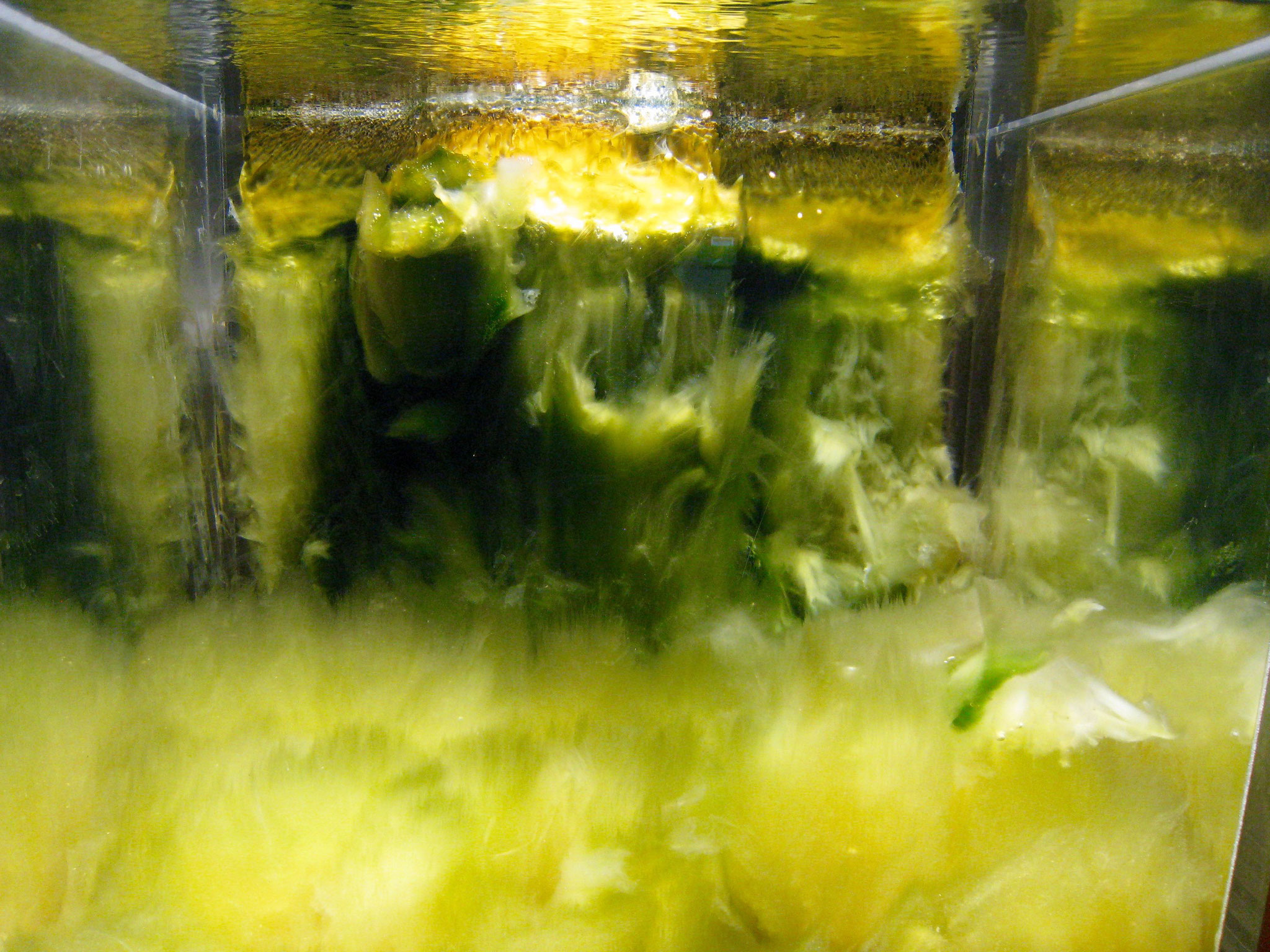 Wasserpflanzen des Urmeers