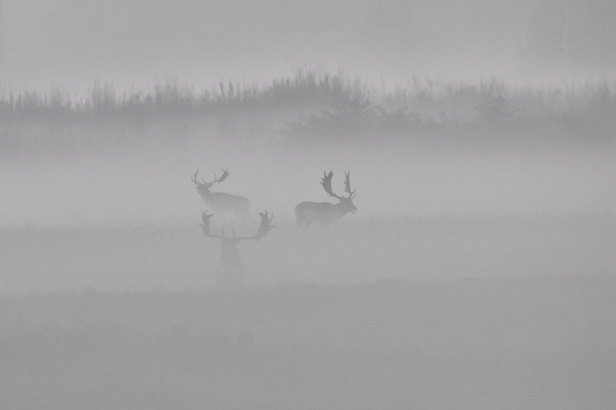 November 2020 - Damwild - der Herbst ist da (Foto: NABU Büttelborn [or])