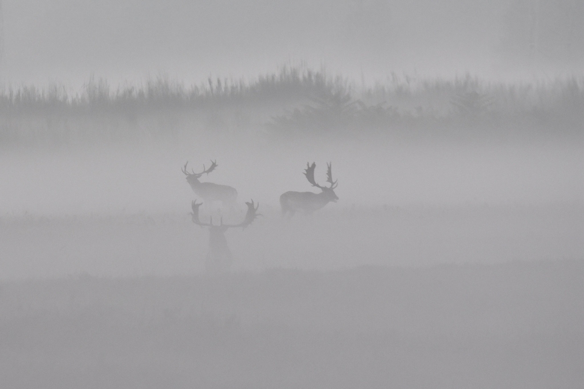 November 2020 - Damwild - der Herbst ist da (Foto: NABU Büttelborn [or])