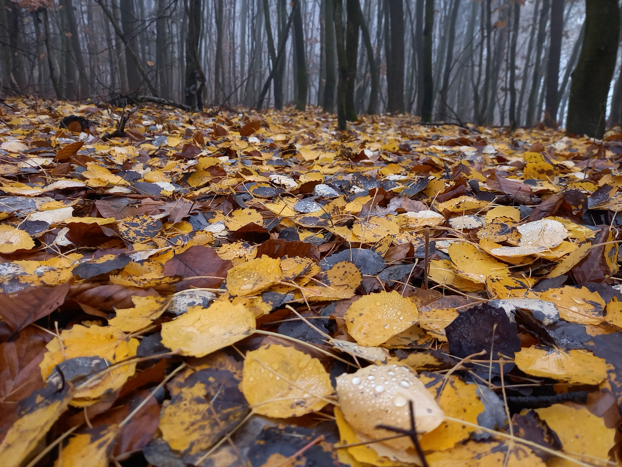 Dezember 2020 - erst fallen die Blätter, dann der Schnee (Foto: NABU Büttelborn [ck])