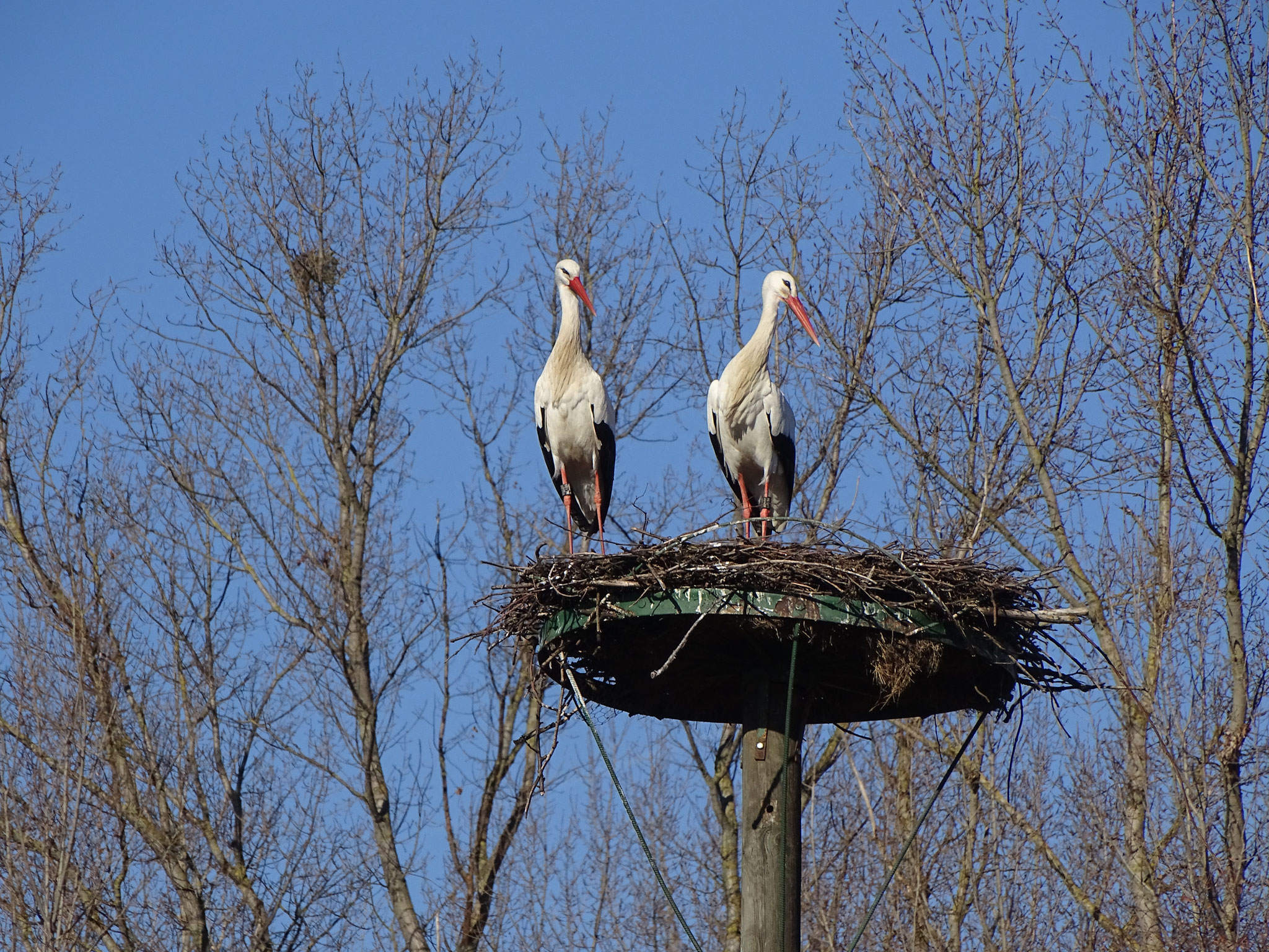 April 2020 - "Unsere" Störche sind wieder im Lande (Foto: NABU Büttelborn [ck])