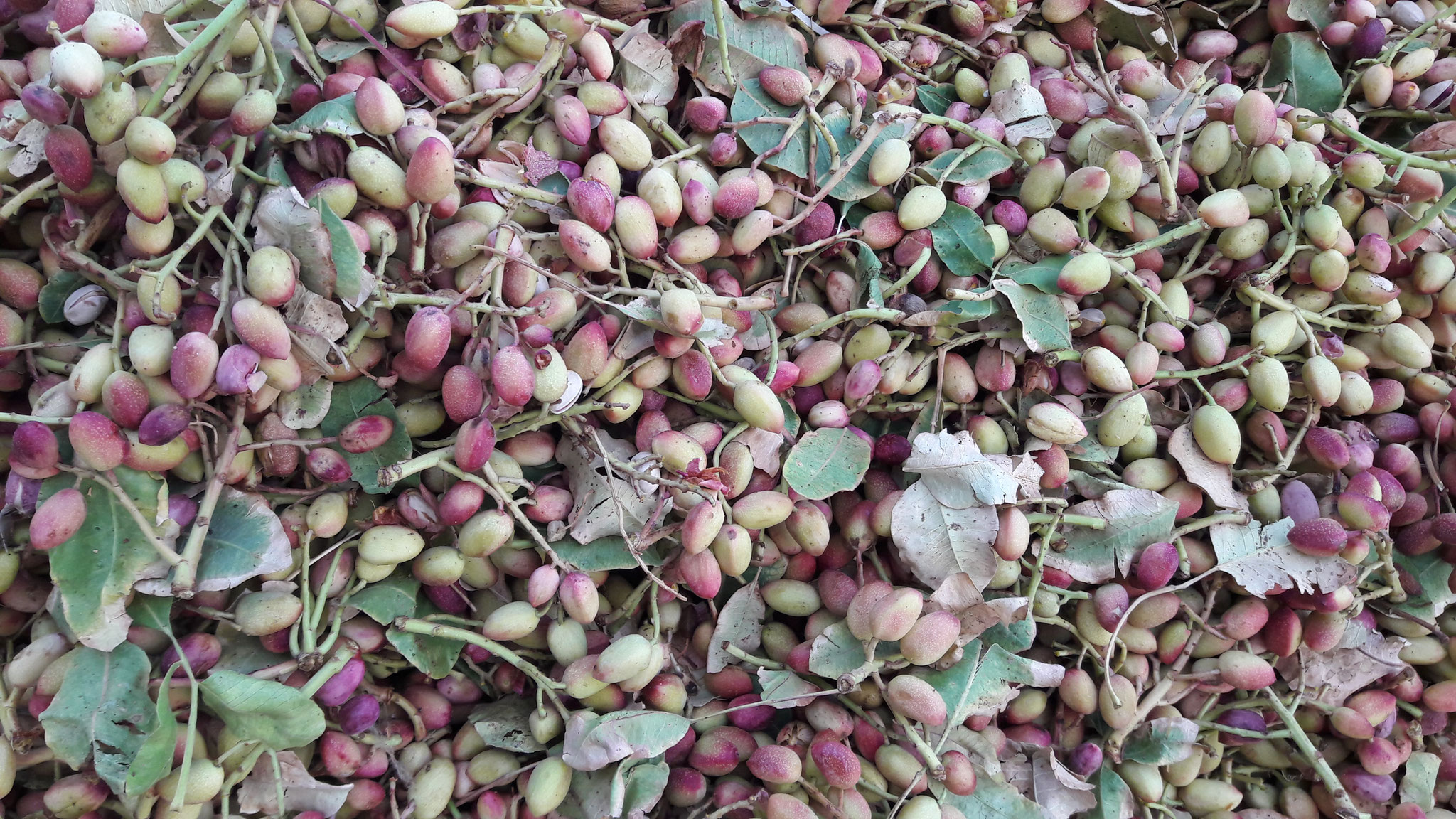 Harvested Unripe Pistachios with Branches