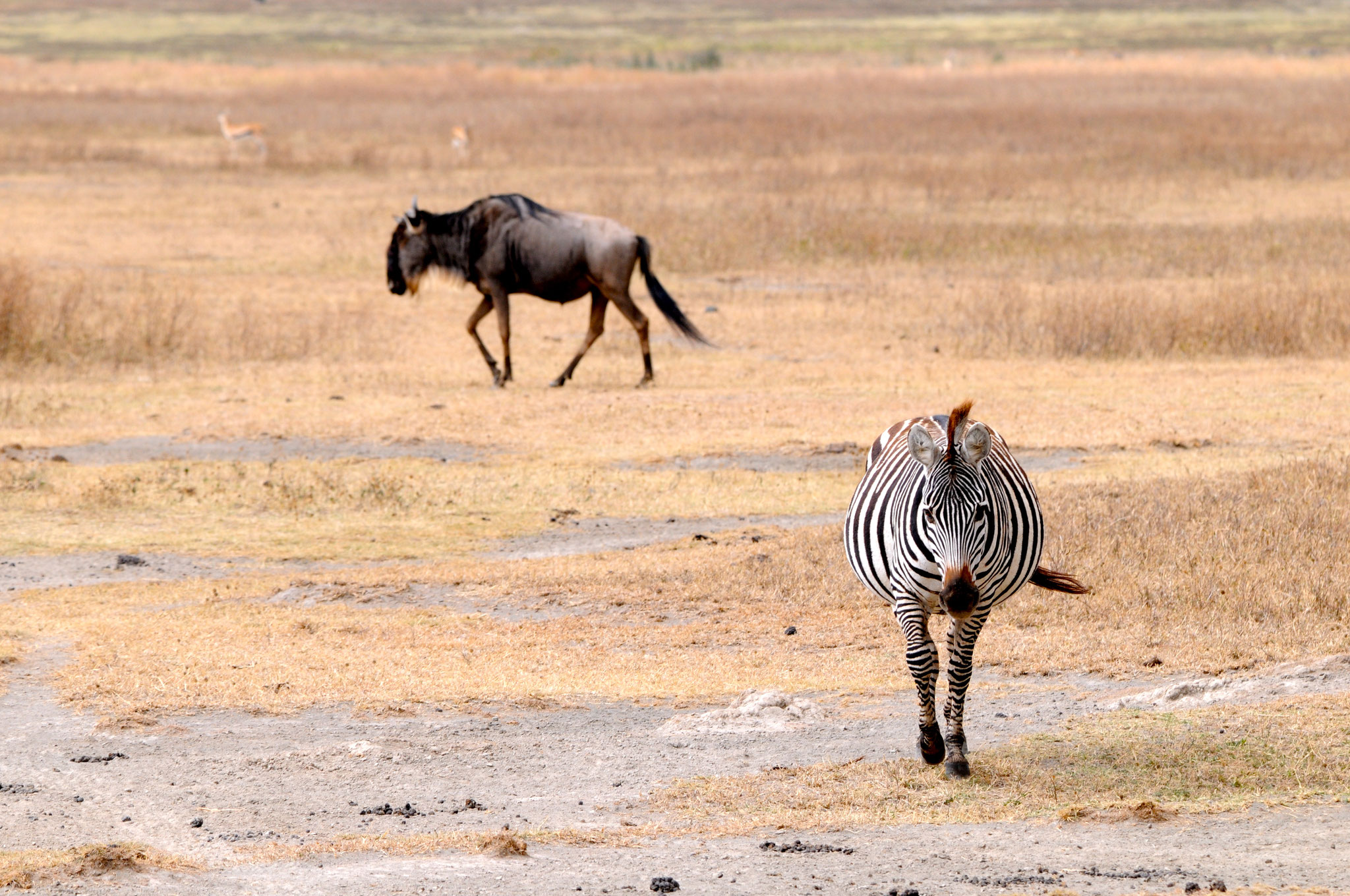 Wohin des Weges (Ngorongoro, Tansania, 2014)