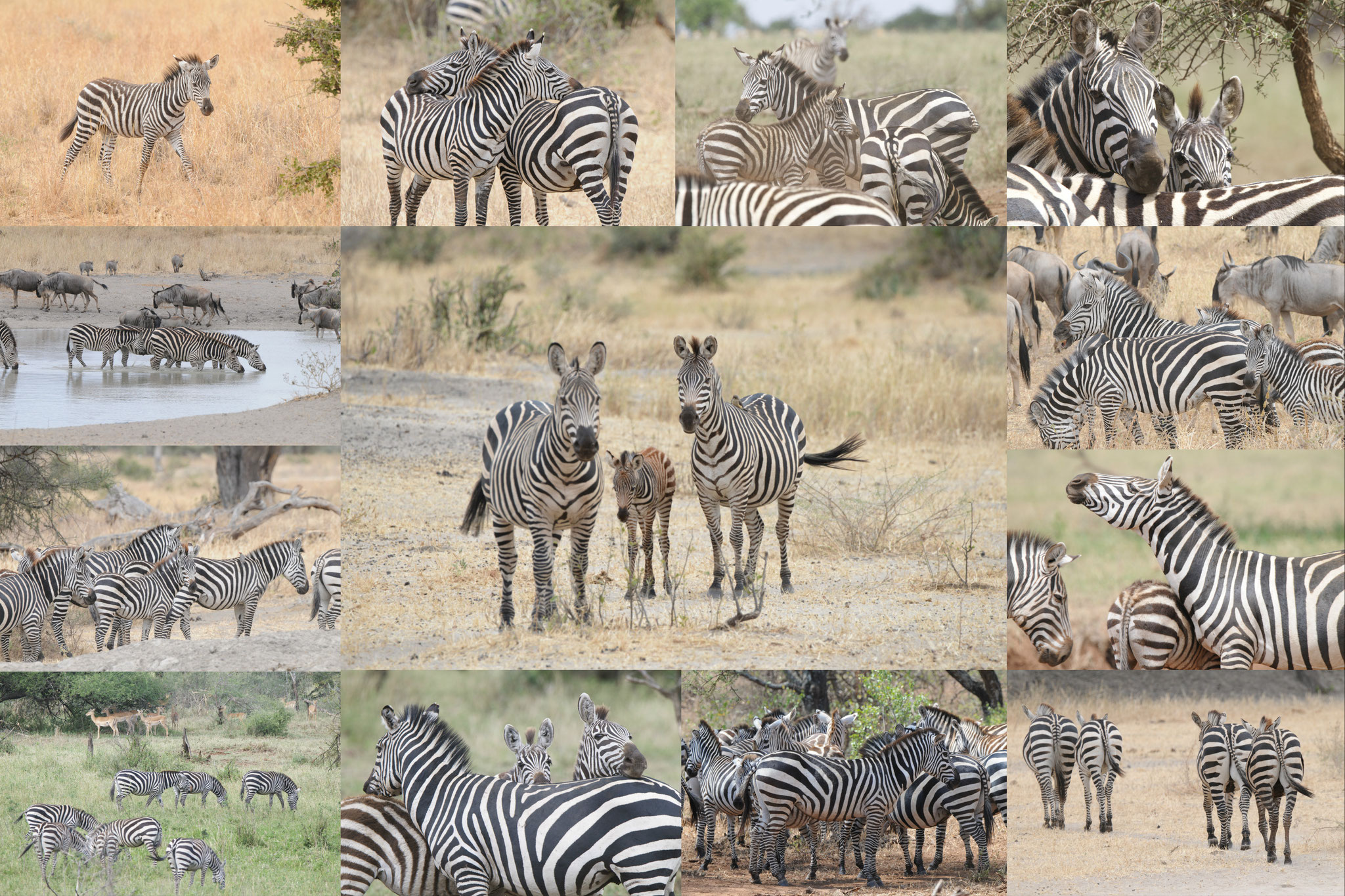 Collage Zebrafamilie (Manyara/Serengeti, Tansania, 2014)