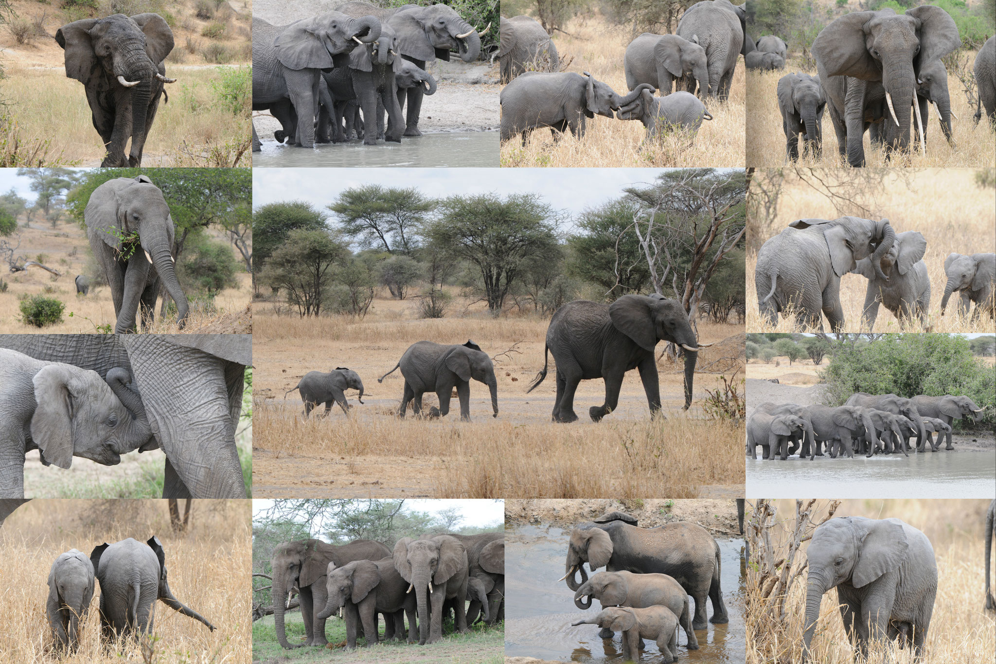 Collage Elefantenfamilie (Manyara/Serengeti, Tansania, 2014)