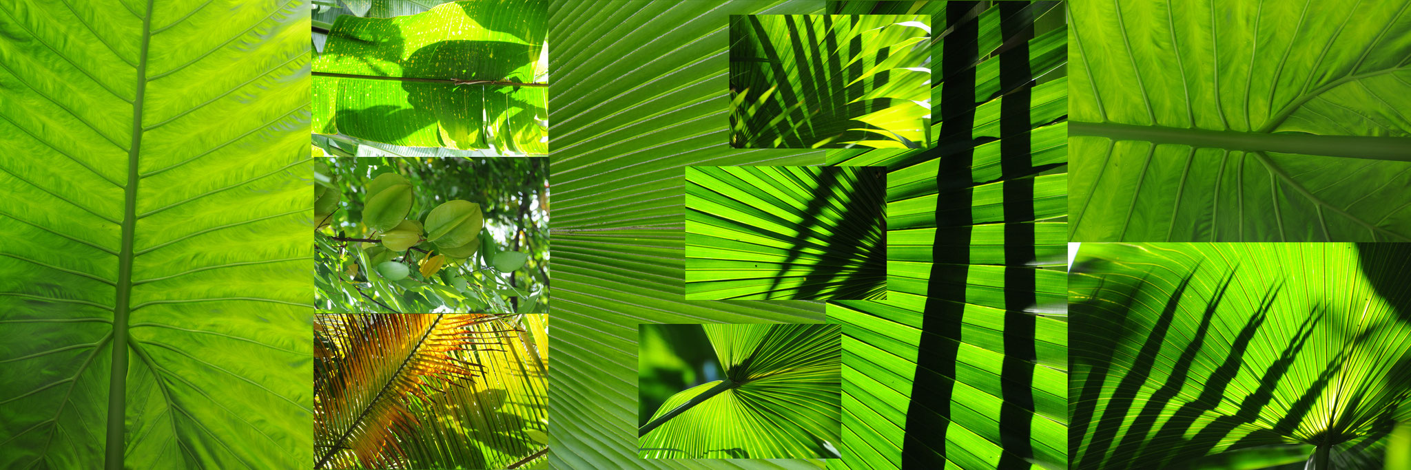 Collage Grün (Zürich/Antalya/Orlando/St. Lucia/Sansibar, Schweiz/Türkei/USA/Karibik/Tansania, 2008-2014)