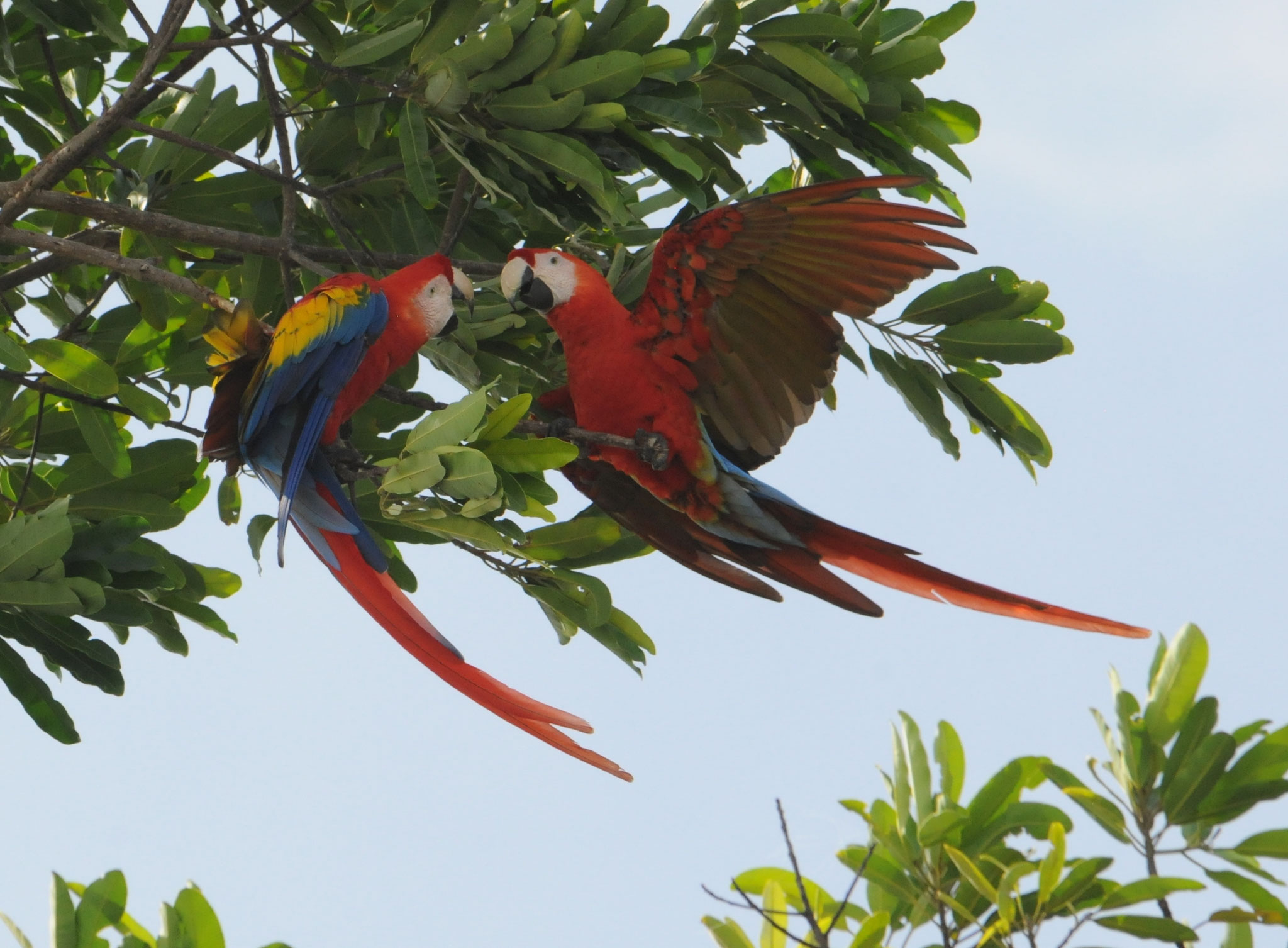 Küss mich (Osa, Costa Rica, 2012)