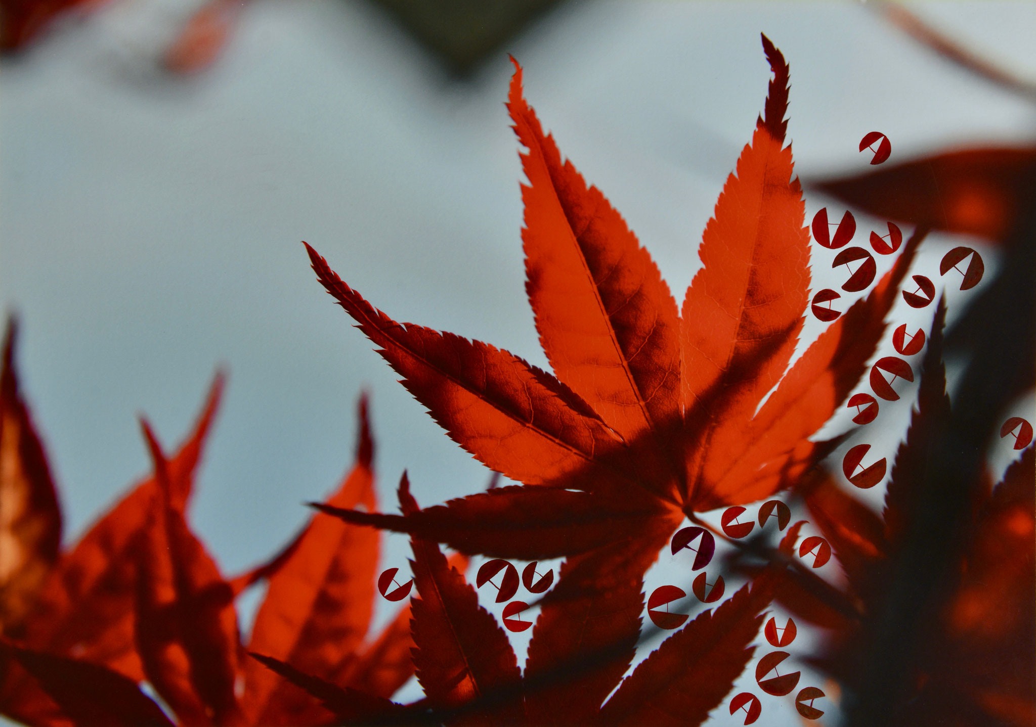 Roter Ahorn (Weisslingen, Schweiz, 2015) - AAAAA