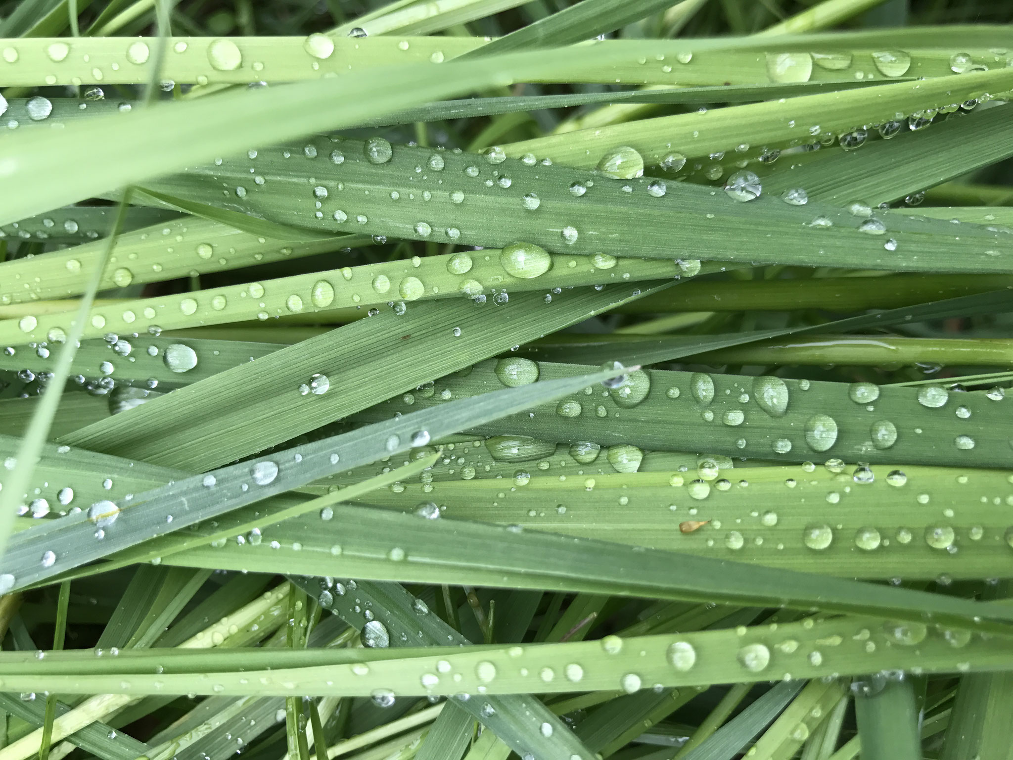 Rainy Green (Weisslingen, Switzerland, 2017)