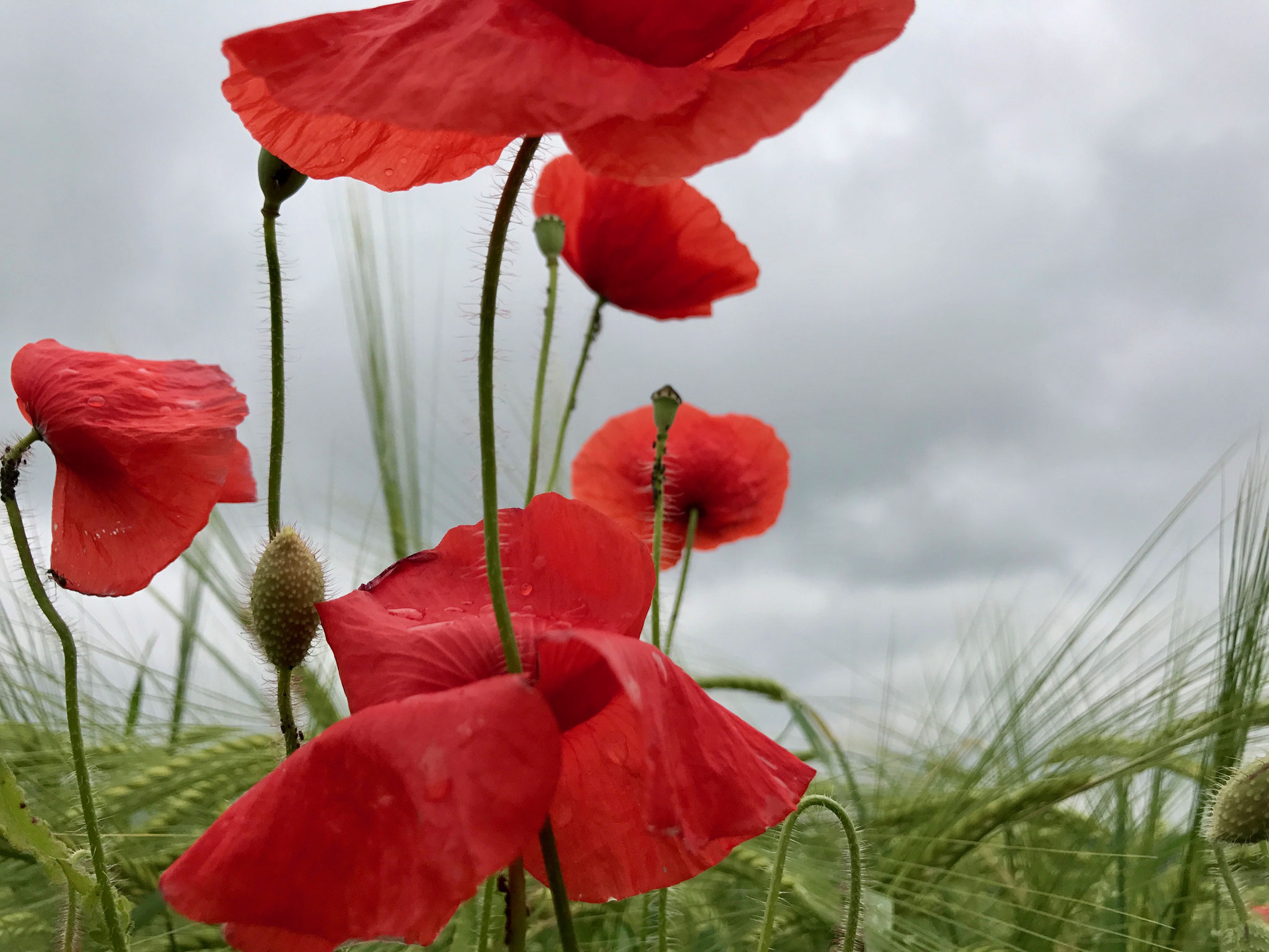 Rainy Red Poppies (Illnau, Switzerland, 2017)