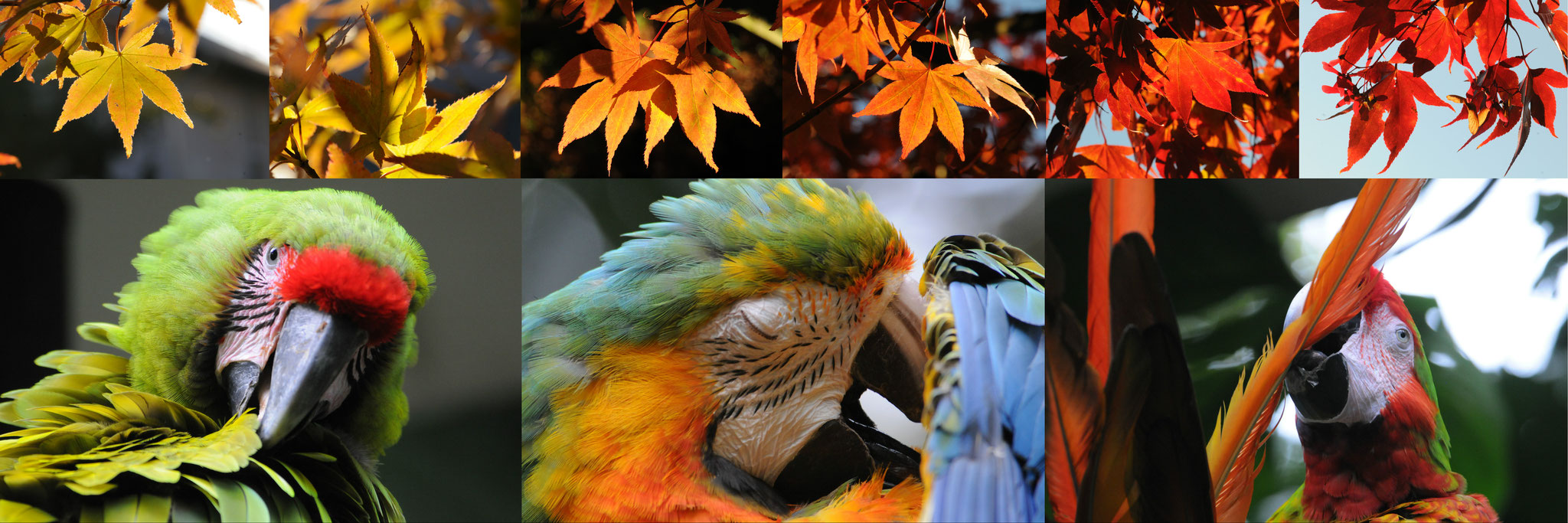 Collage Herbst (Zürich/San José, Schweiz/Costa Rica, 2010-2012)