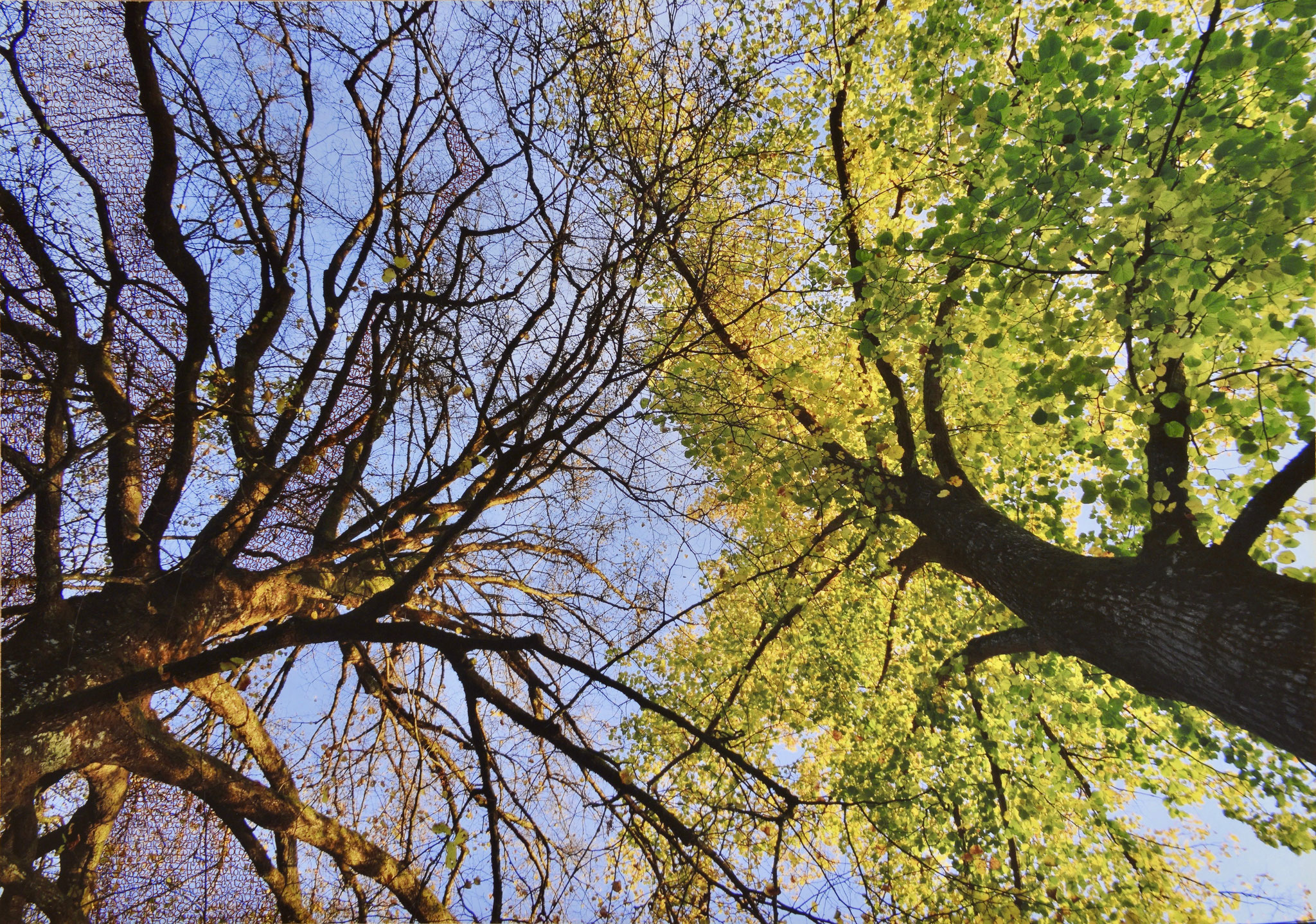 Herbstbrüder (Winterthur, Schweiz 2014) - ‚Herbst’, Christian Morgenstern