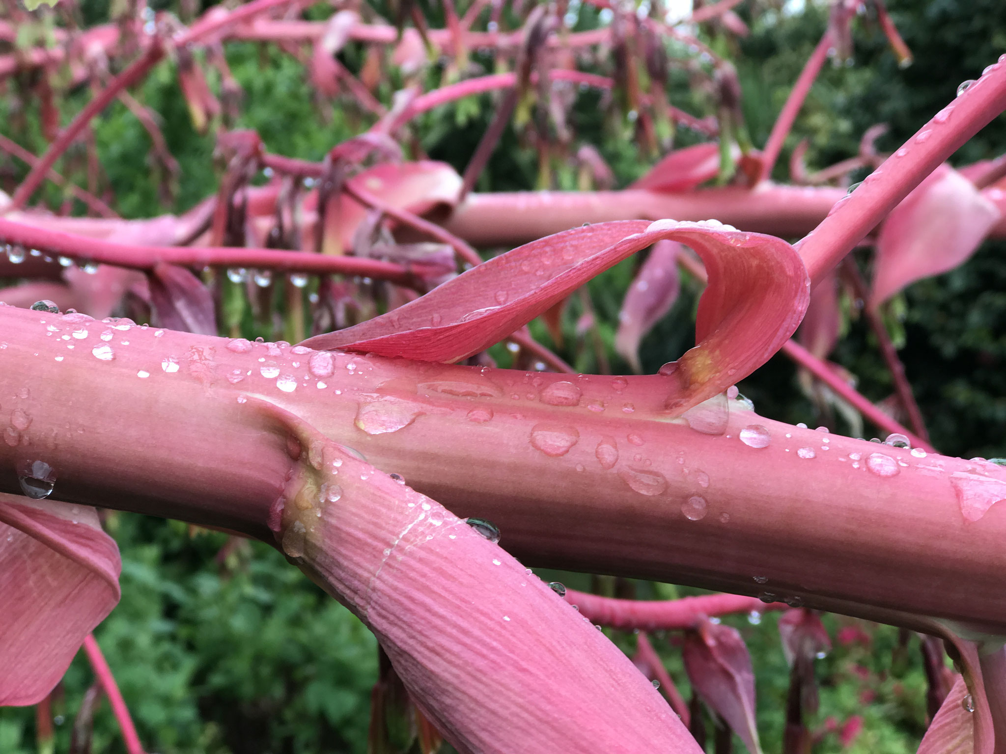 Rainy Red (Ascona, Switzerland, 2017)