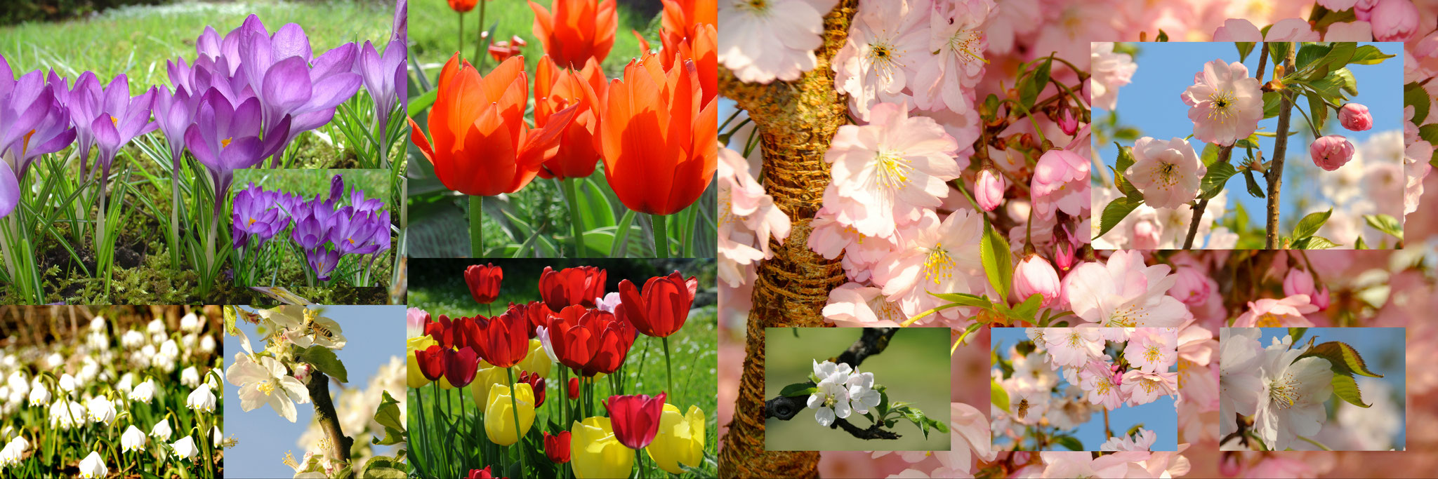 Collage Frühjahr (Greifensee/Weisslingen, Schweiz, 2004-2012)