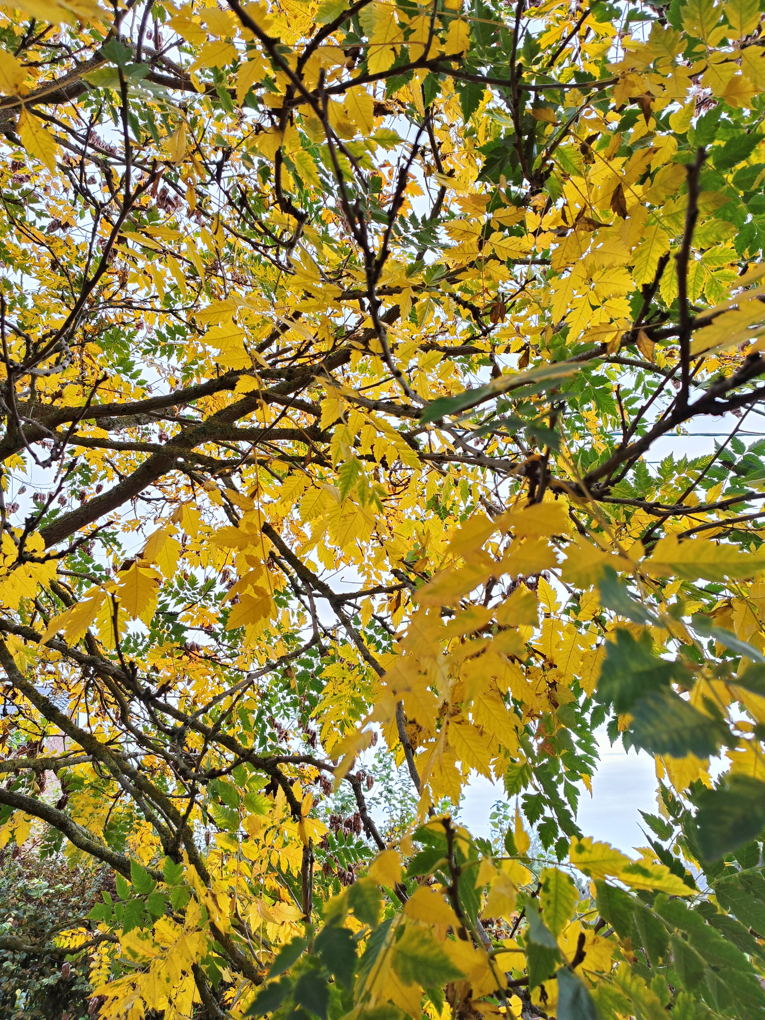 Feuillage d'automne pour Koelreuteria paniculata, savonnier
