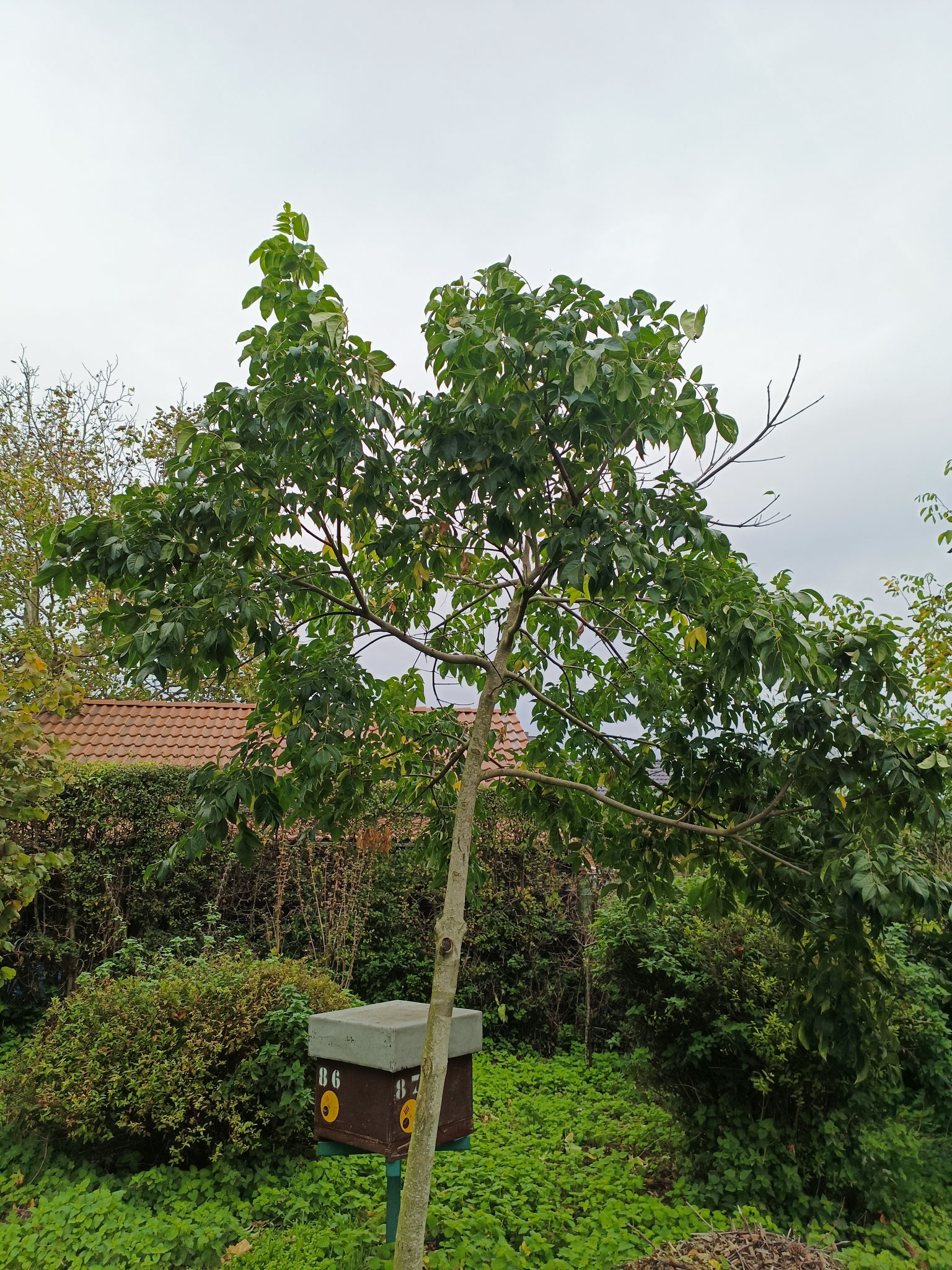 Bel arbre à miel, Tetradium daniellii