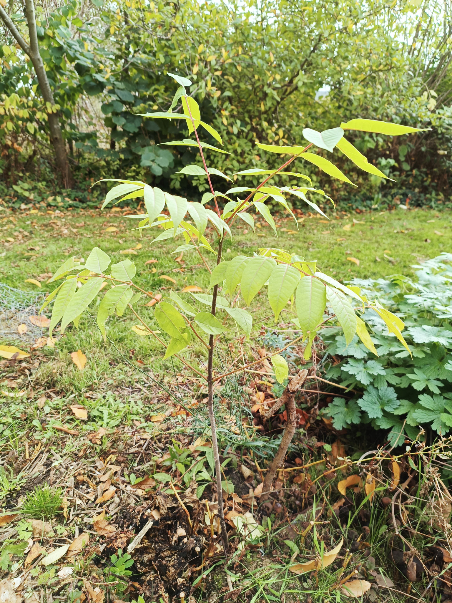 Jeune arbre à miel, Tetradium daniellii à Amay