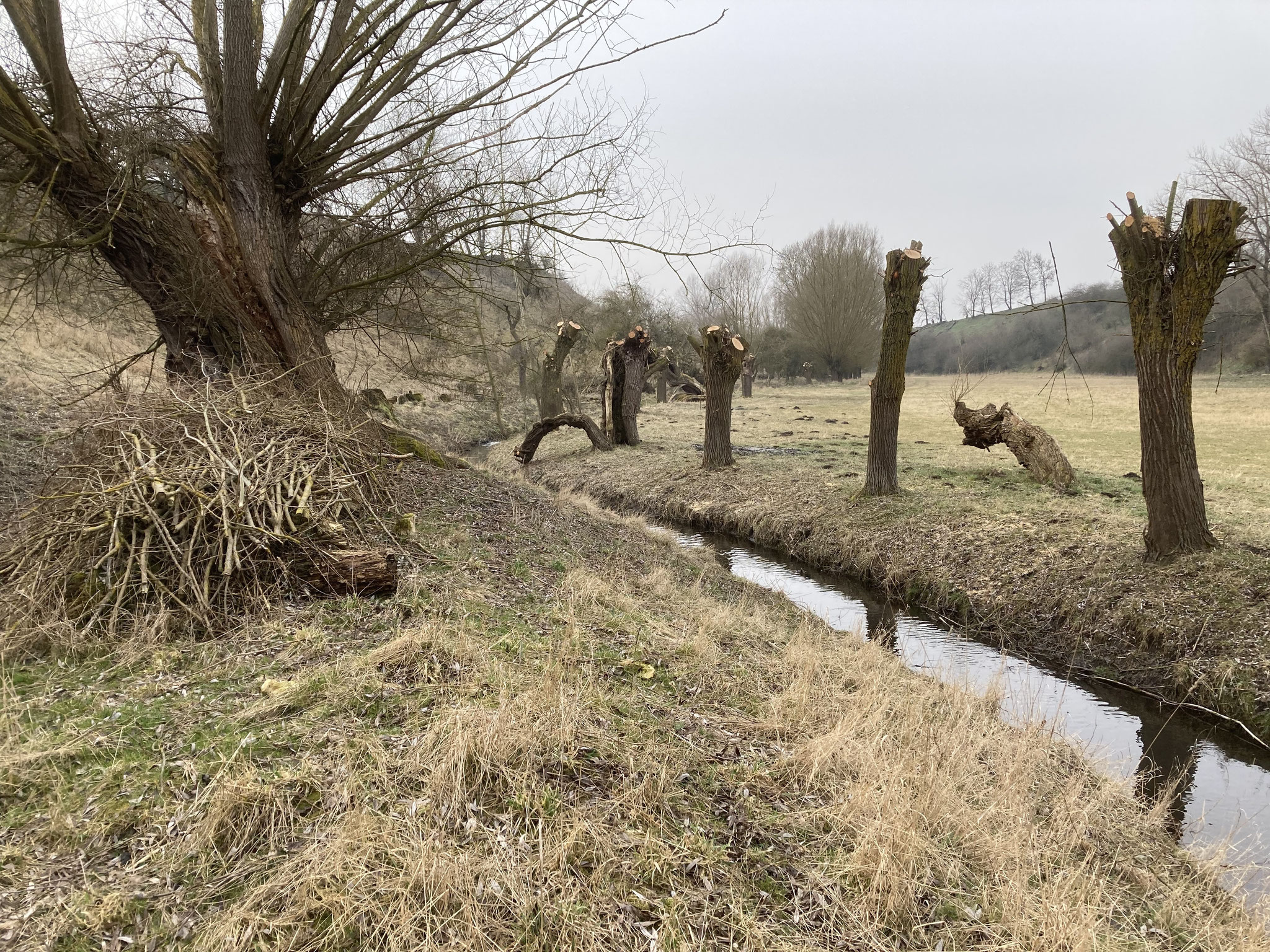 Geköpfte Weiden an der Olbe; Foto: Michael Wetzel