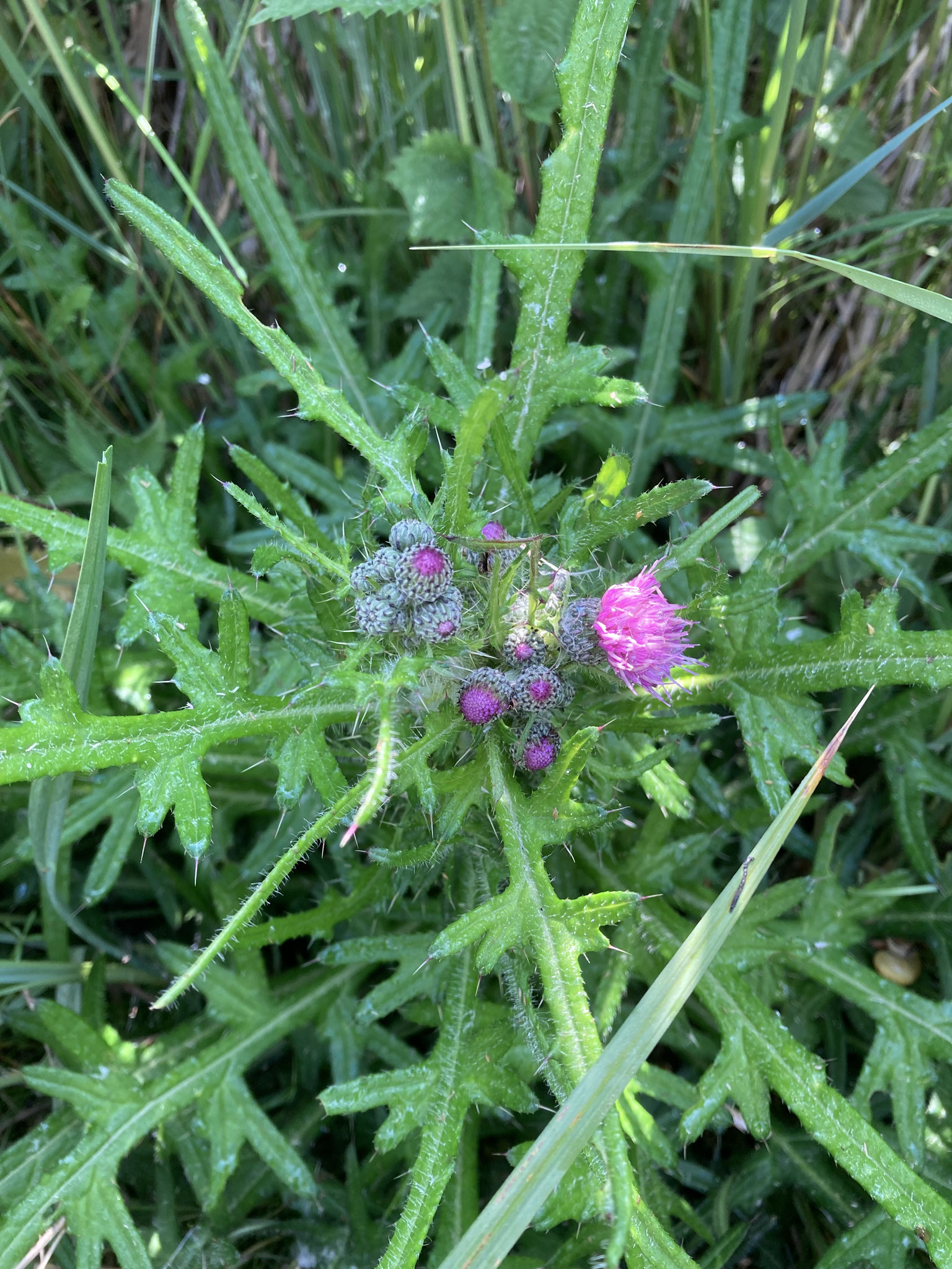 Sumpfkratzdistel; Foto: Michael Wetzel 