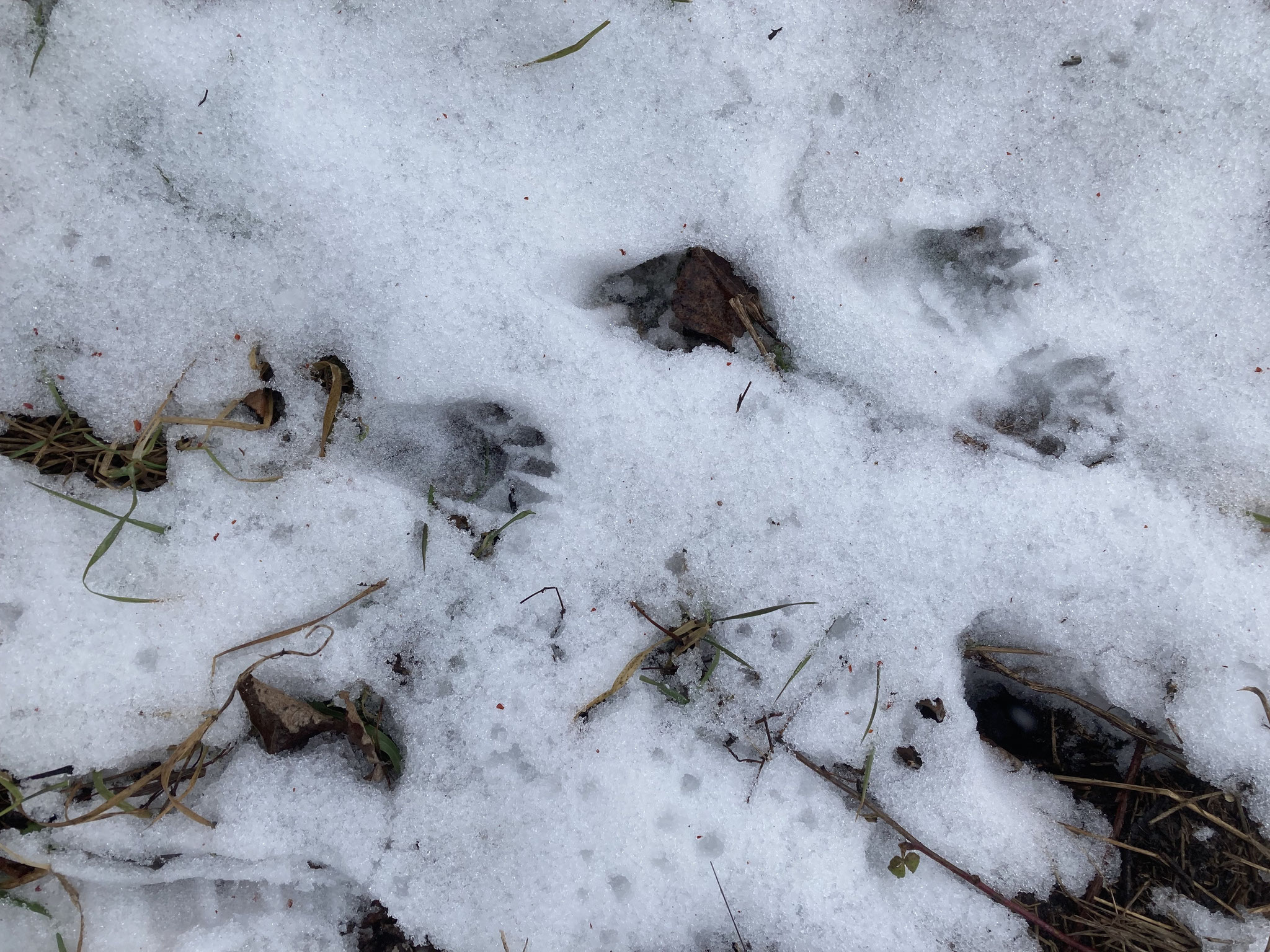 Waschbärfährte?; Foto: Michael Wetzel