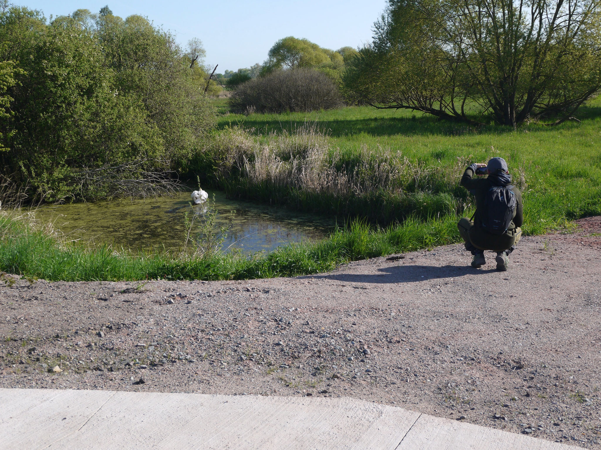Fototermin mit einem Höckerschwan; Foto: Michael Wetzel