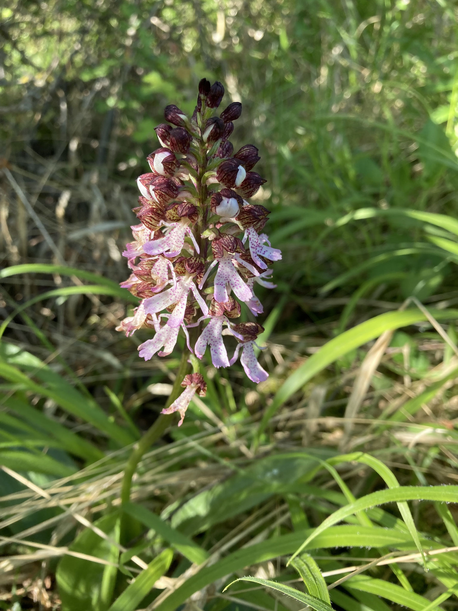 Vom Frost verschonte Purpurorchisblüte; Foto: Michael Wetzel
