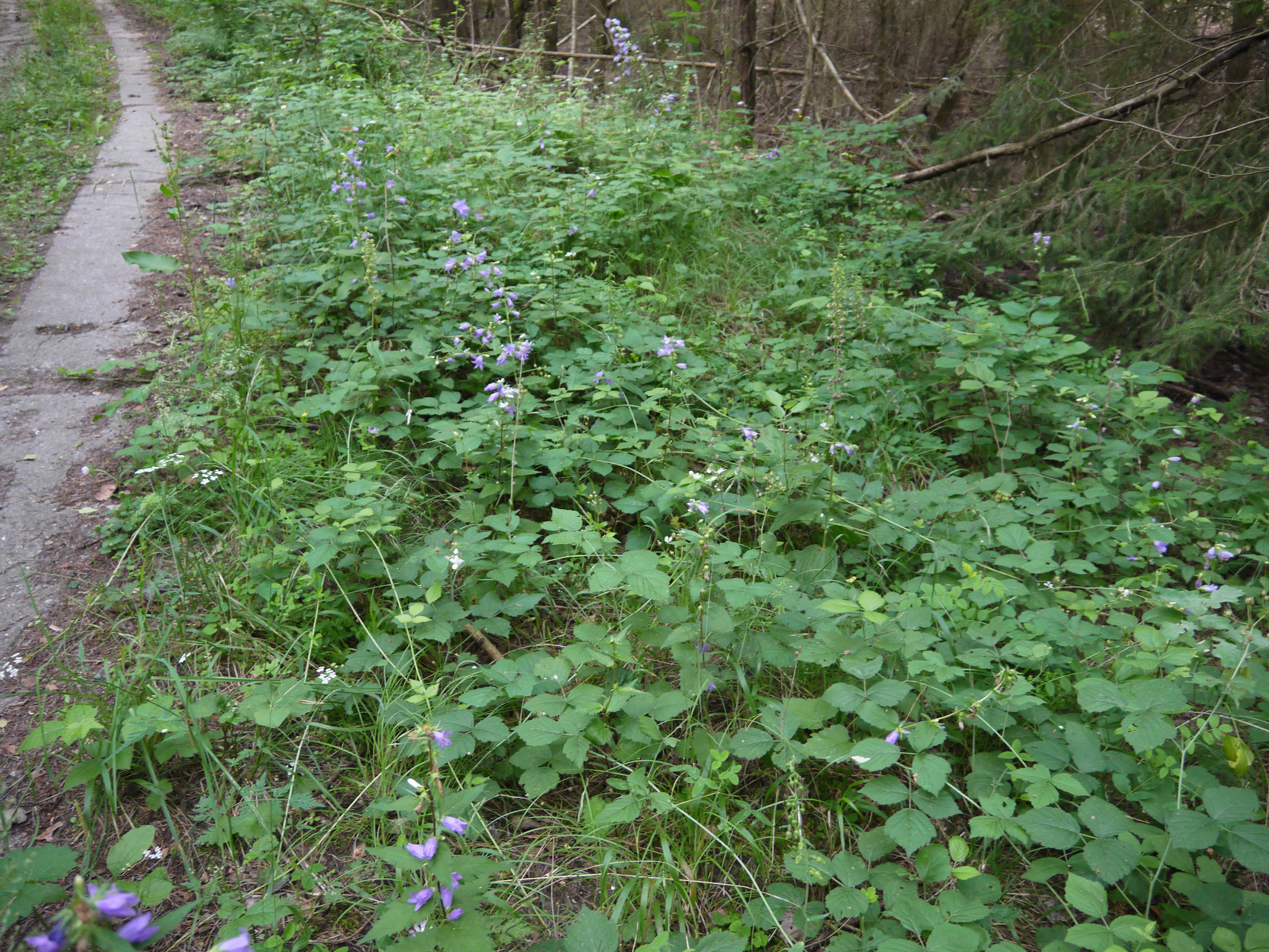 Glockenblumen und Orchideen am Kolonnenweg; Foto: Michael Wetzel